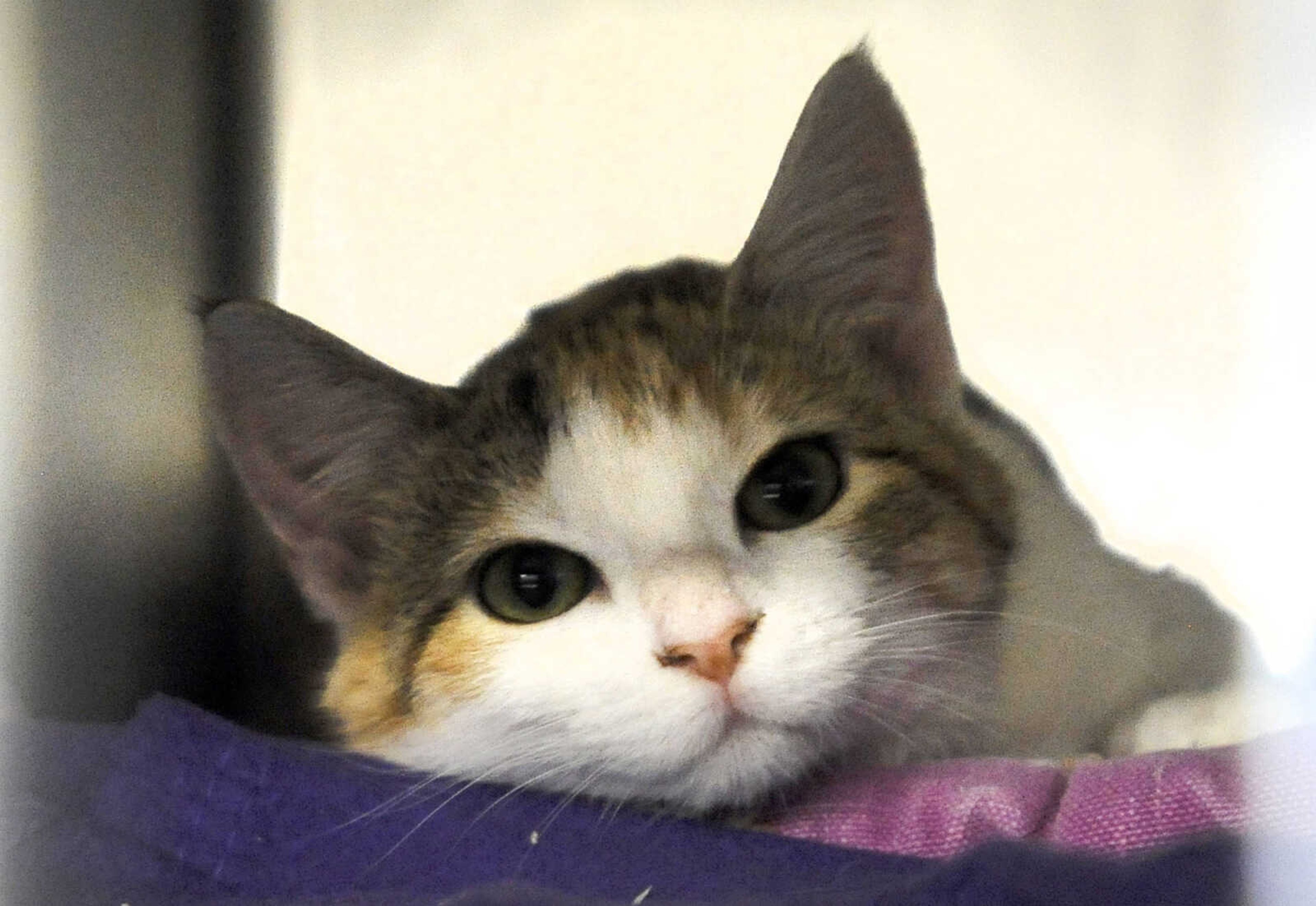 LAURA SIMON ~ lsimon@semissourian.com

Cats available for adoption are seen, Thursday, Oct. 15, 2015, at the Humane Society of Southeast Missouri in Cape Girardeau.