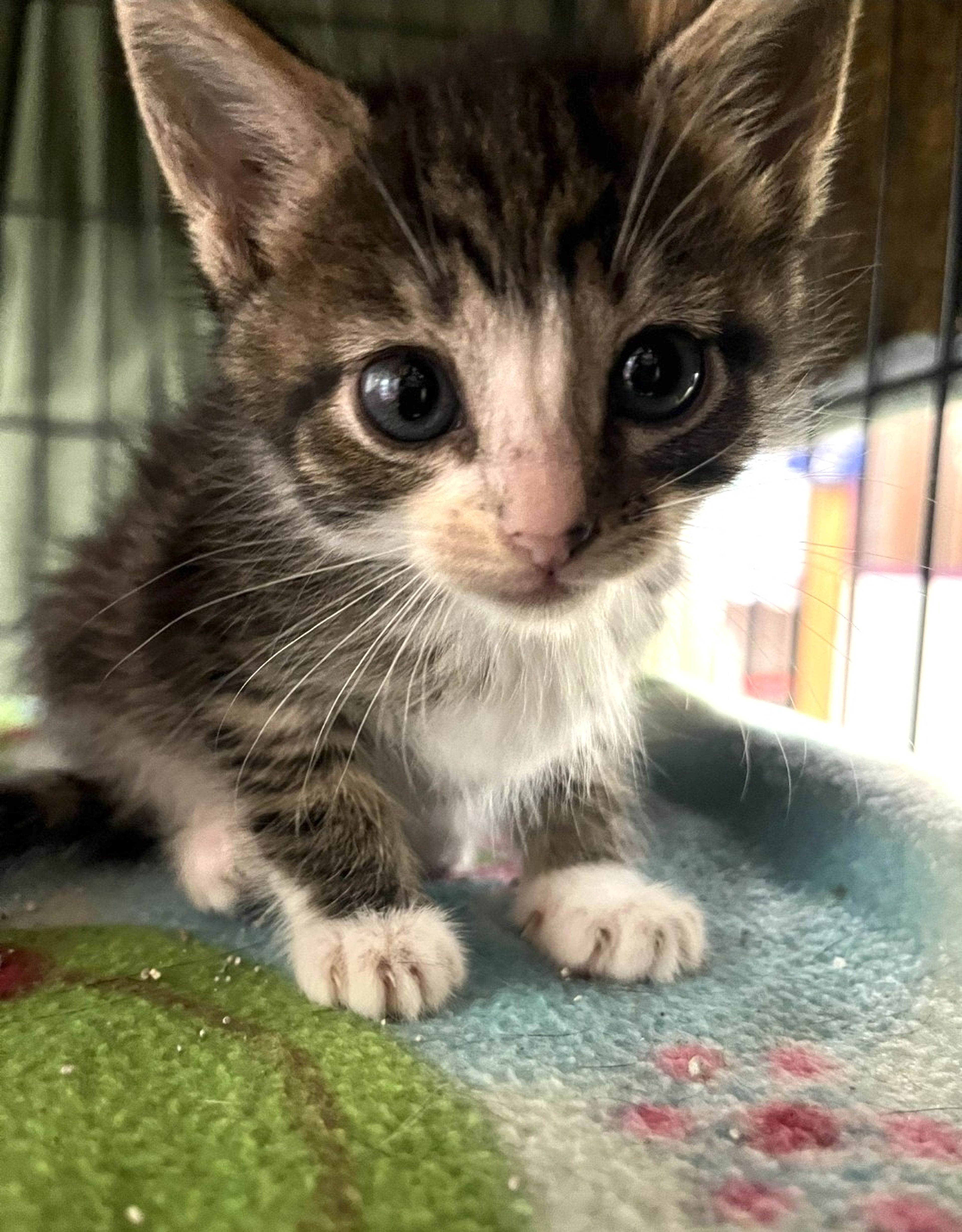 Adopt Dafnee 6-14-25