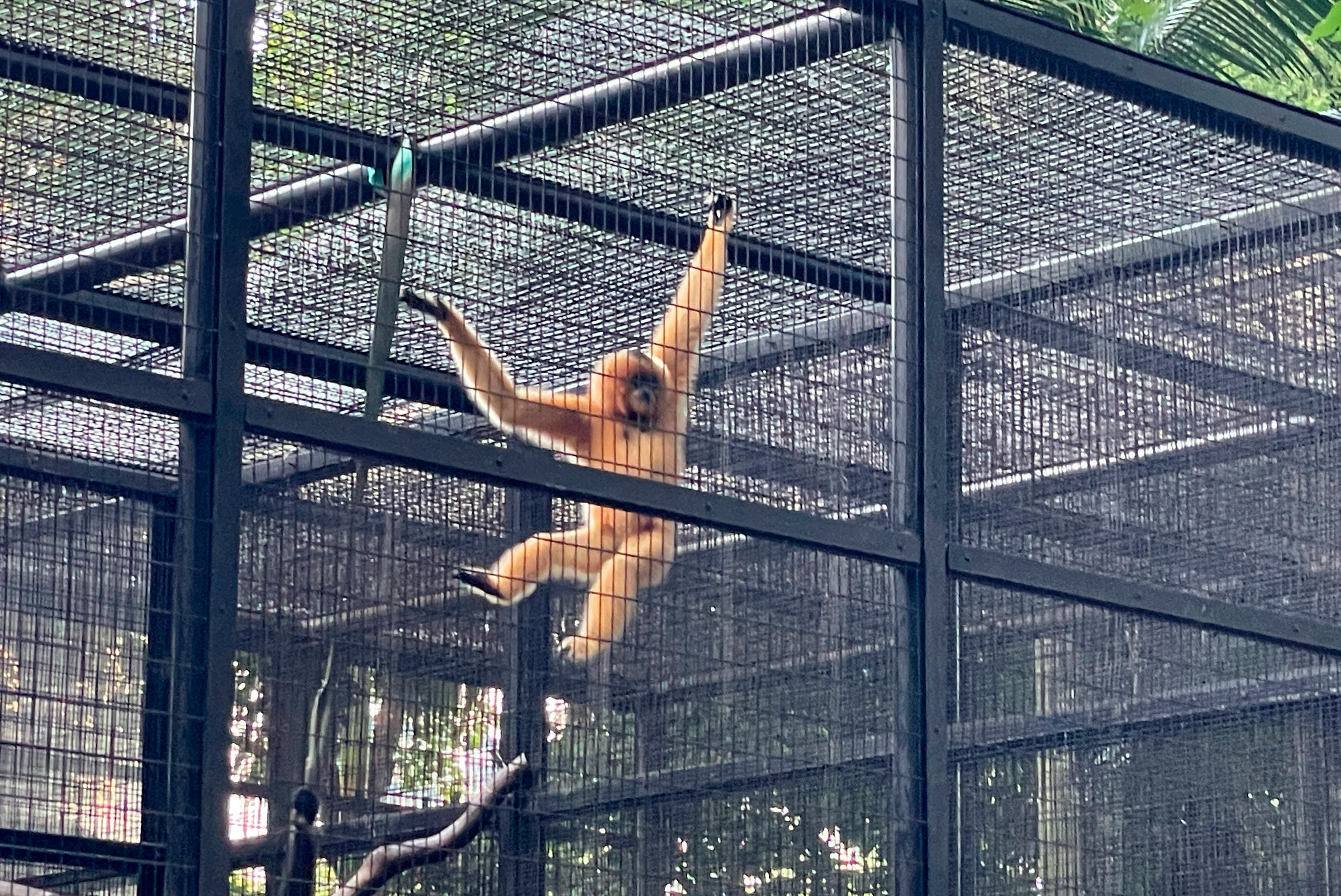 9 monkeys who died in Hong Kong's zoo in 2 days had been infected with melioidosis, officials say