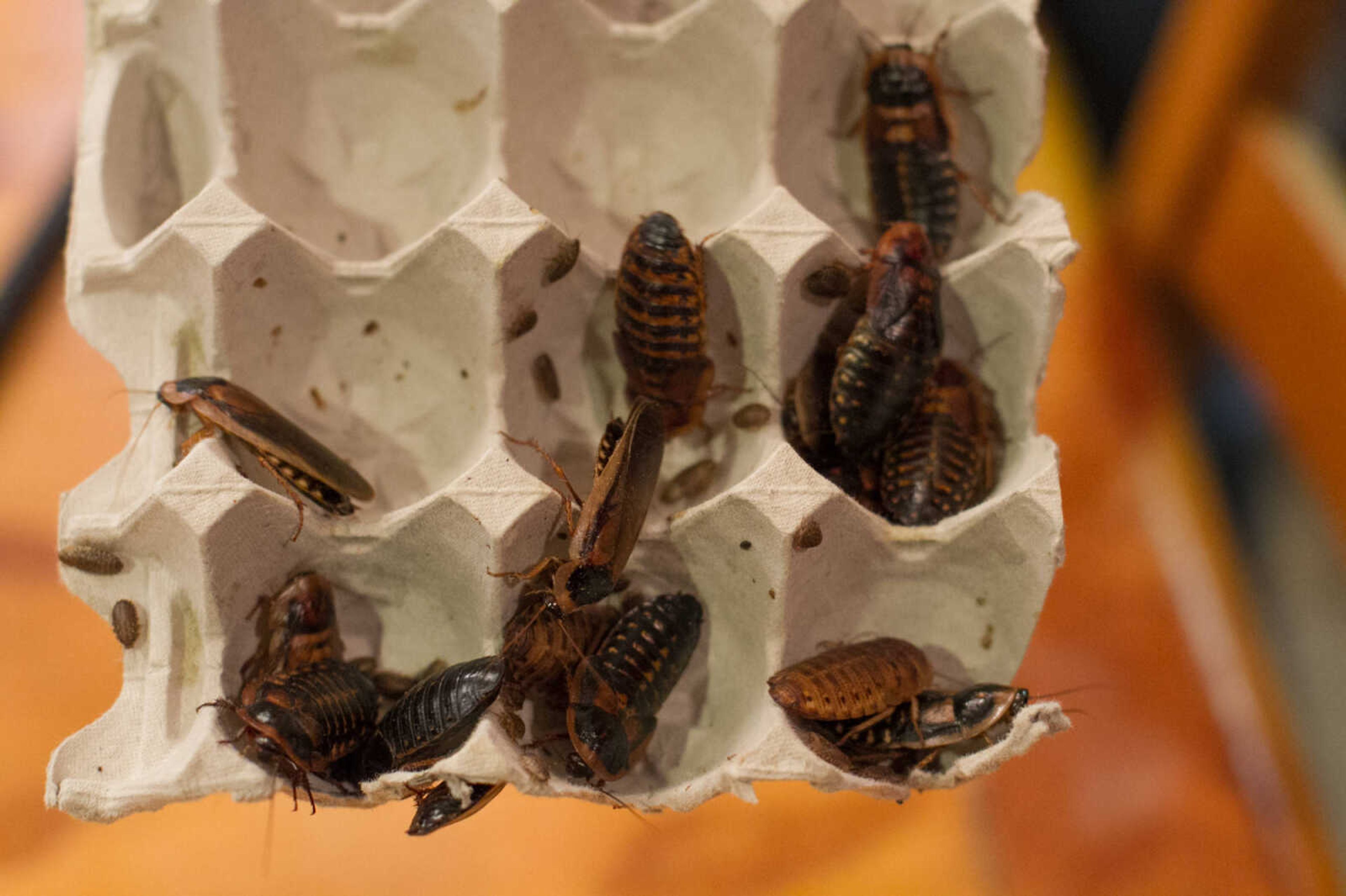 GLENN LANDBERG ~ glandberg@semissourian.com


Dru Reeves displays dubia roaches Tuesday, Jan. 27, 2015.