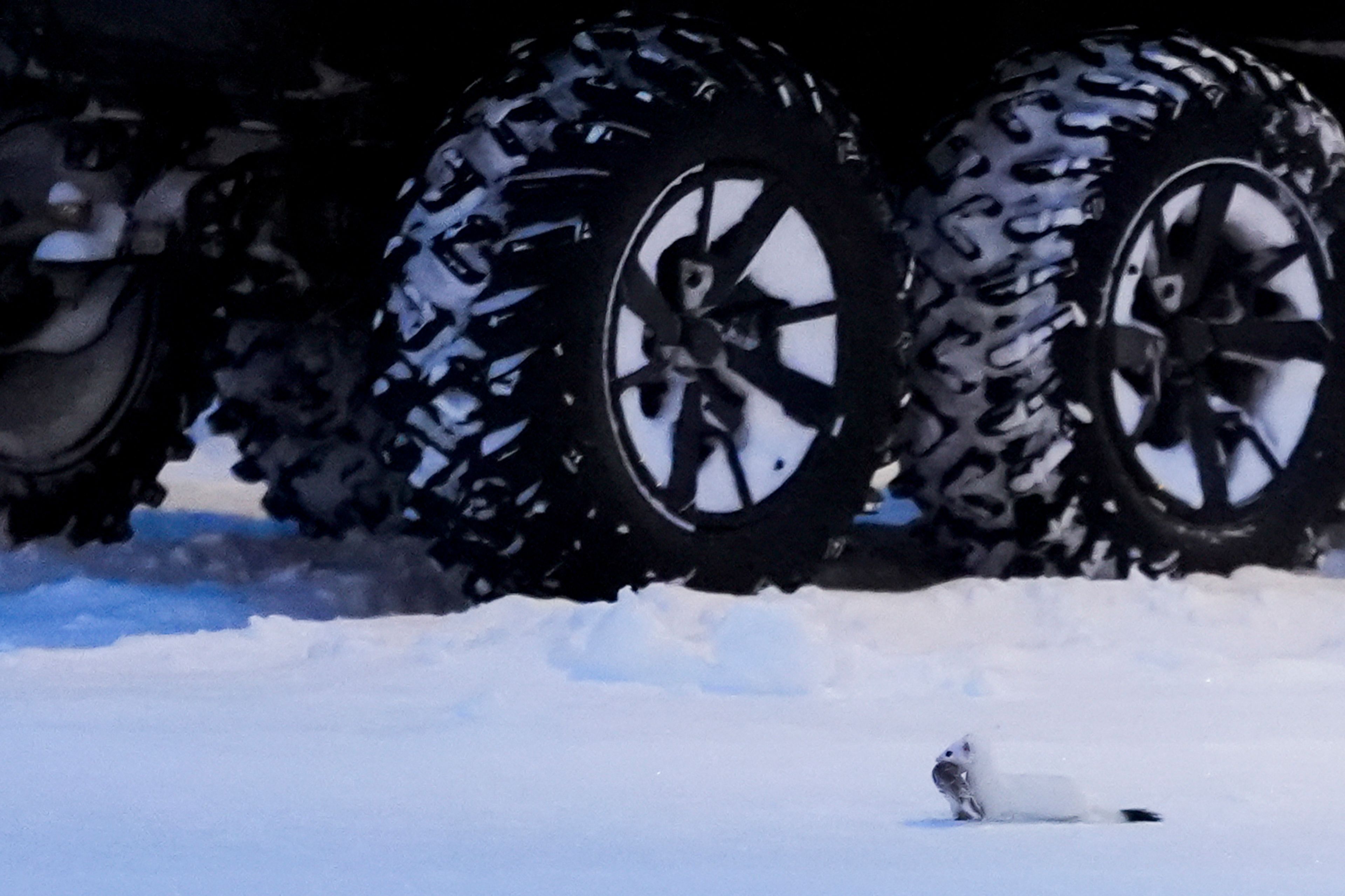 An ermine runs through the snow with its catch near a villager's ATV as night falls in Kaktovik, Alaska, Wednesday, Oct. 16, 2024. (AP Photo/Lindsey Wasson)