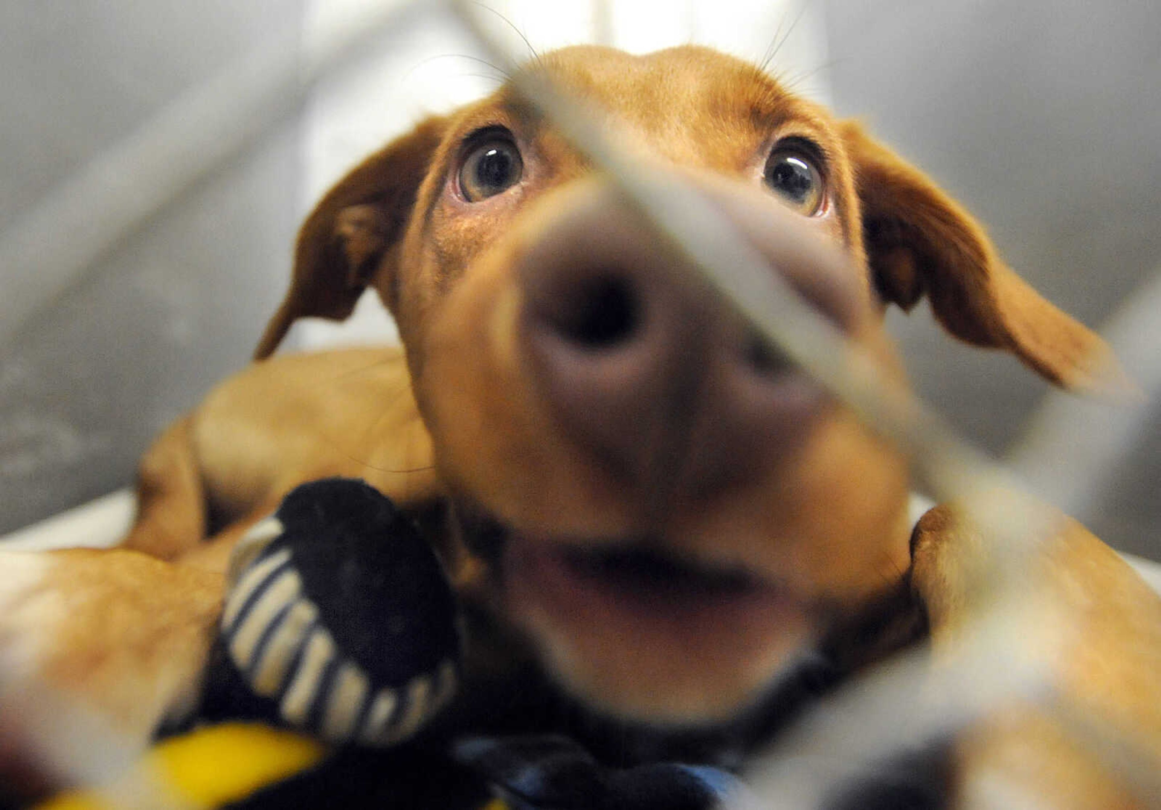 LAURA SIMON ~ lsimon@semissourian.com

One of many dogs available for adoption at the Humane Society of Southeast Missouri.