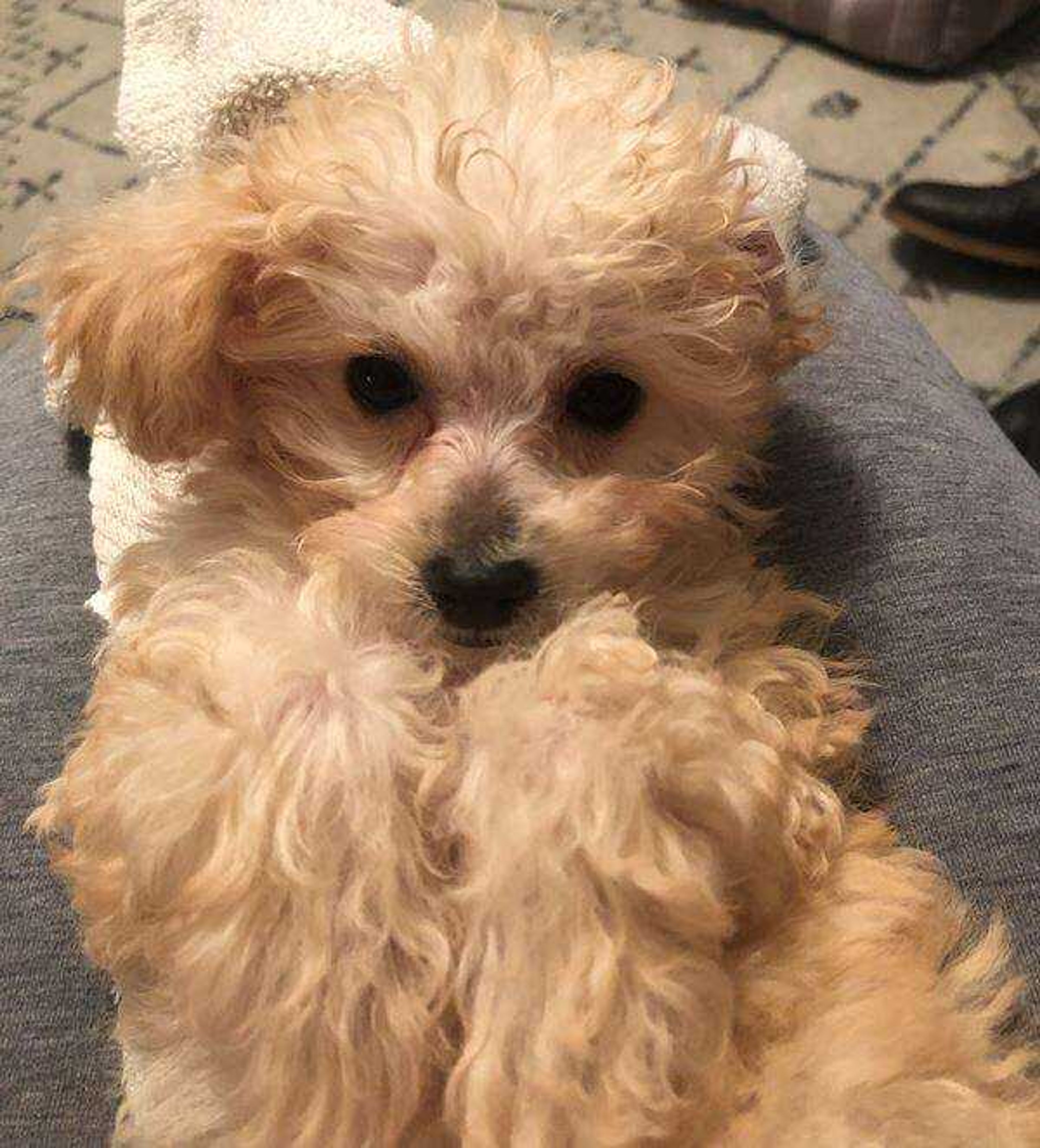 Milo, Toy Poodle&nbsp; -&nbsp; Toe biter trying to look sweet!