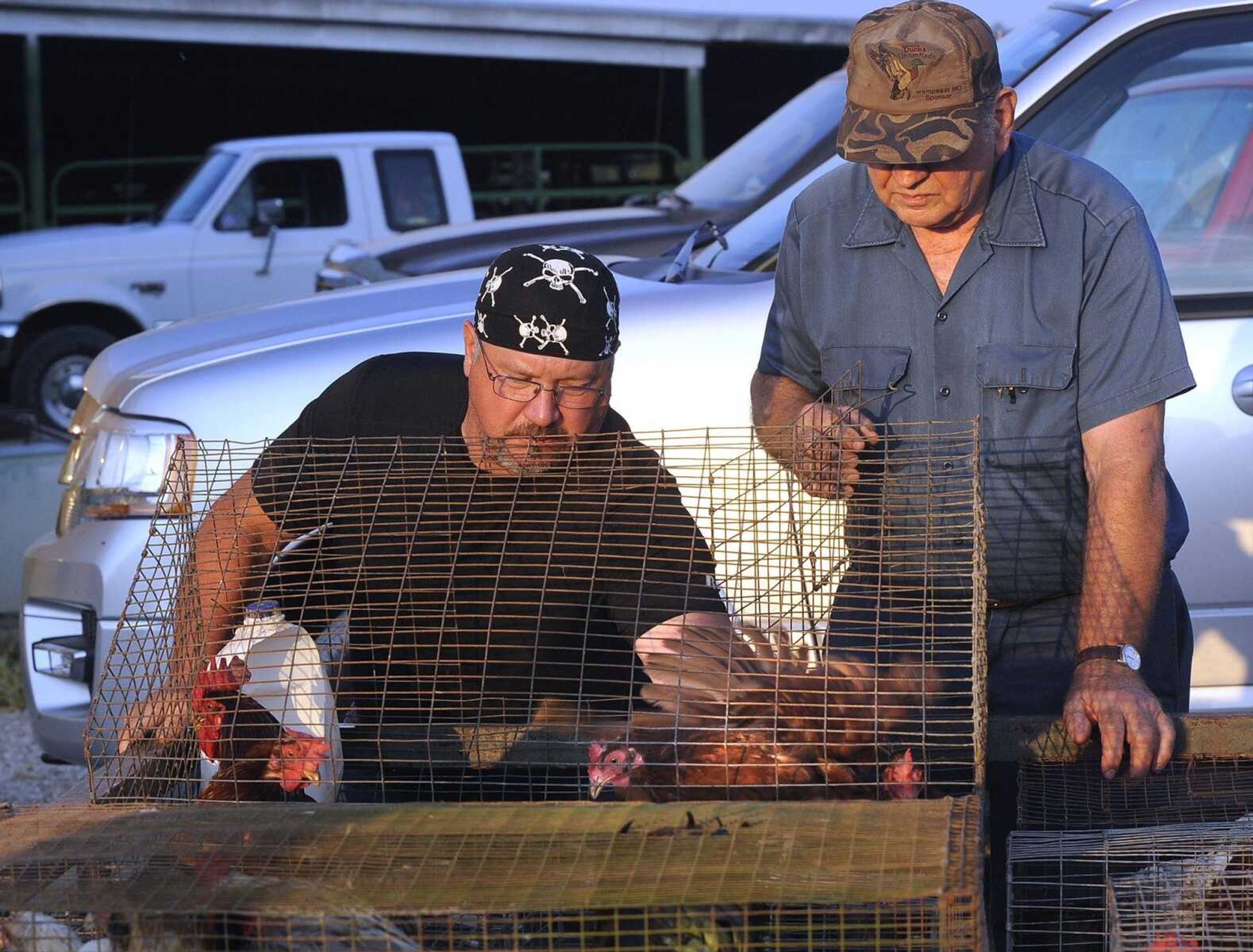 Jerry Fite of Fredericktown, Missouri, left, selects Rhode Island Red chickens from Raymond Petzoldt.