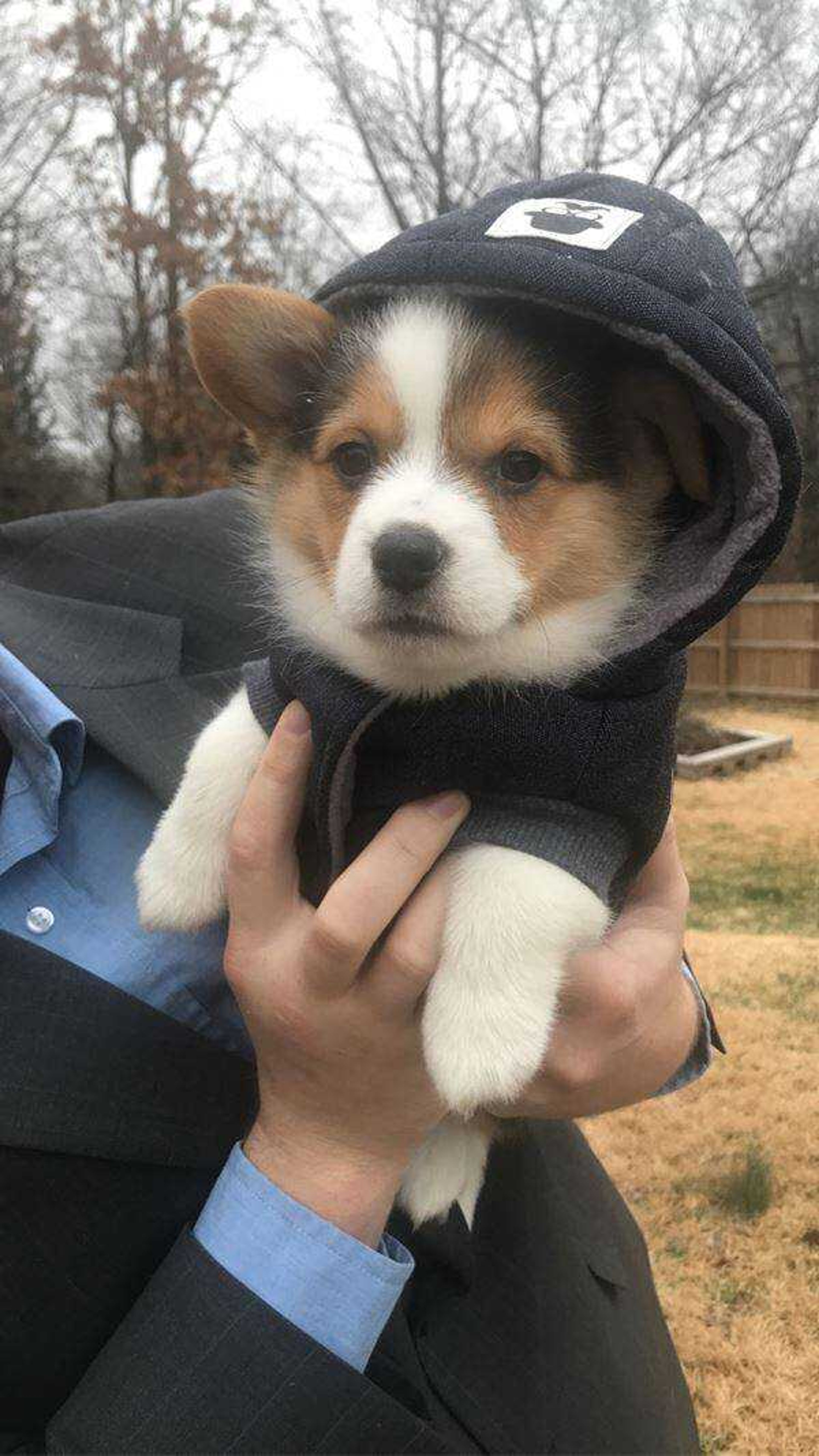 Koda Bear - Koda is a 2 month old Corgi. He's currently in puppy preschool learning basic commands. Plays hard, but naps even harder.