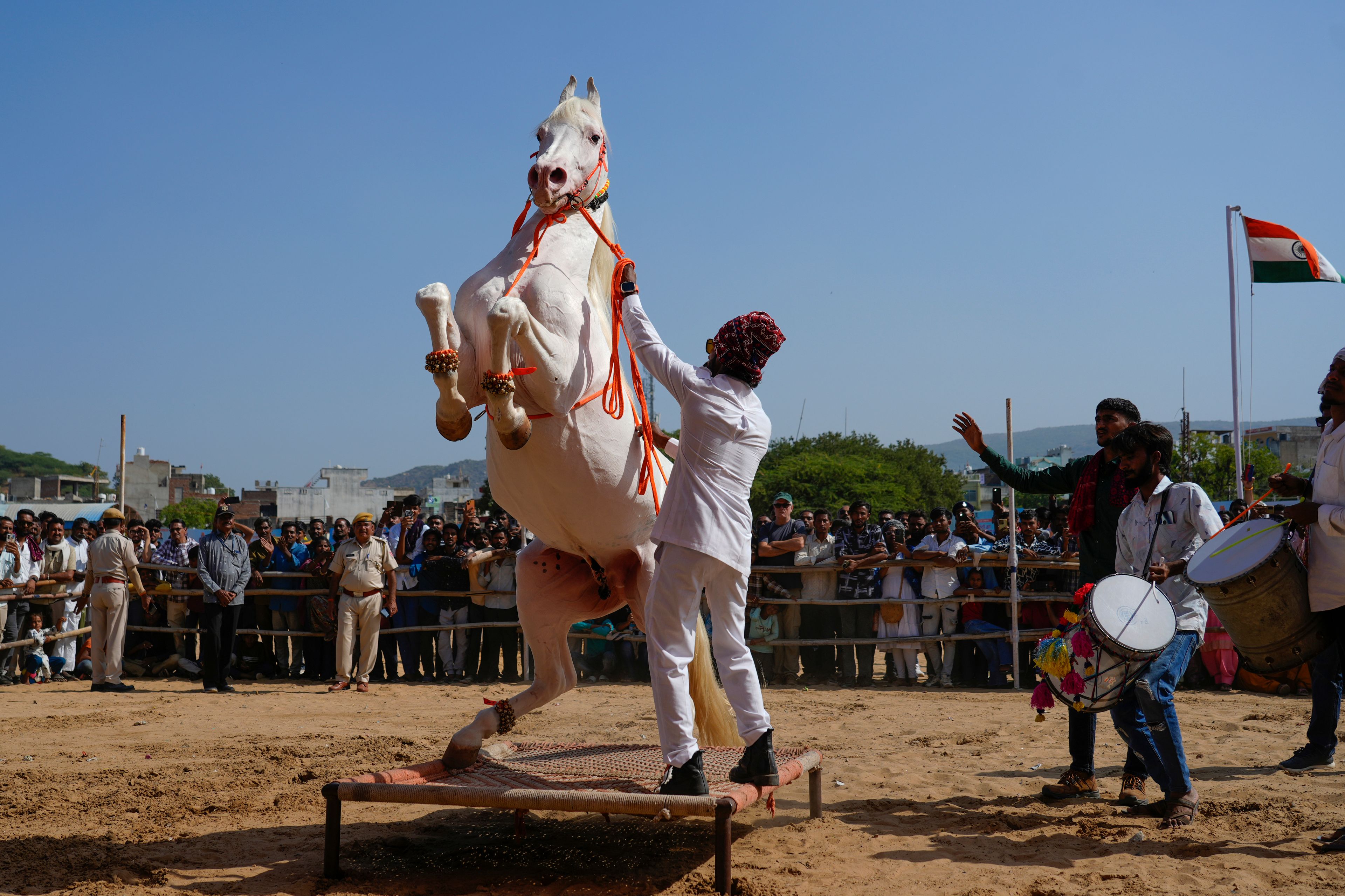 A handler makes a horse stand on its hind legs on a traditional bedstead in a show of skill at a camel fair in Pushkar, in the northwestern Indian state of Rajasthan, Monday, Nov. 11, 2024. (AP Photo/Deepak Sharma)