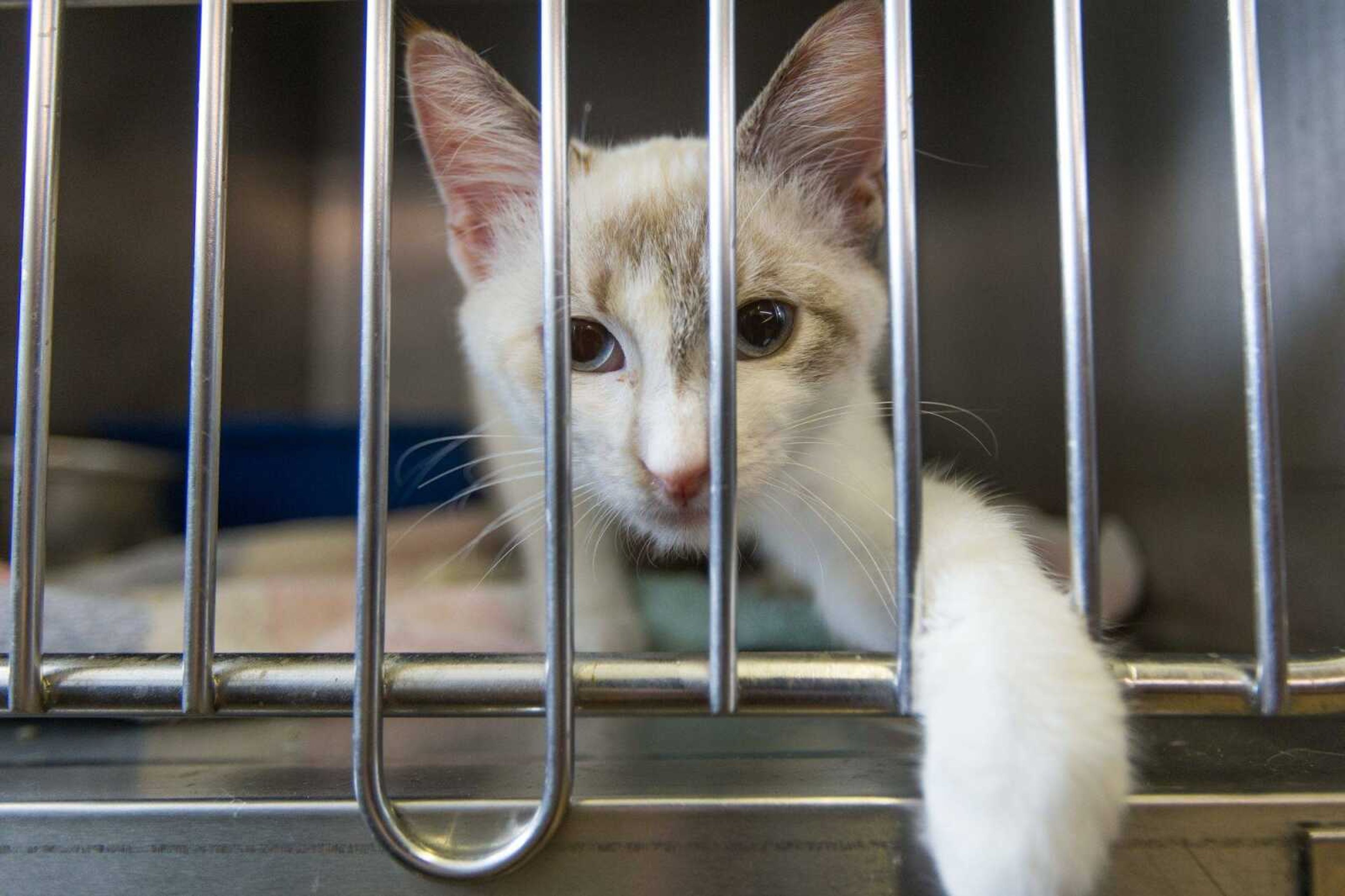 Katya, a 5-month-old Siamese mix, looks out from an enclosure Thursday at the Humane Society of Southeast Missouri.