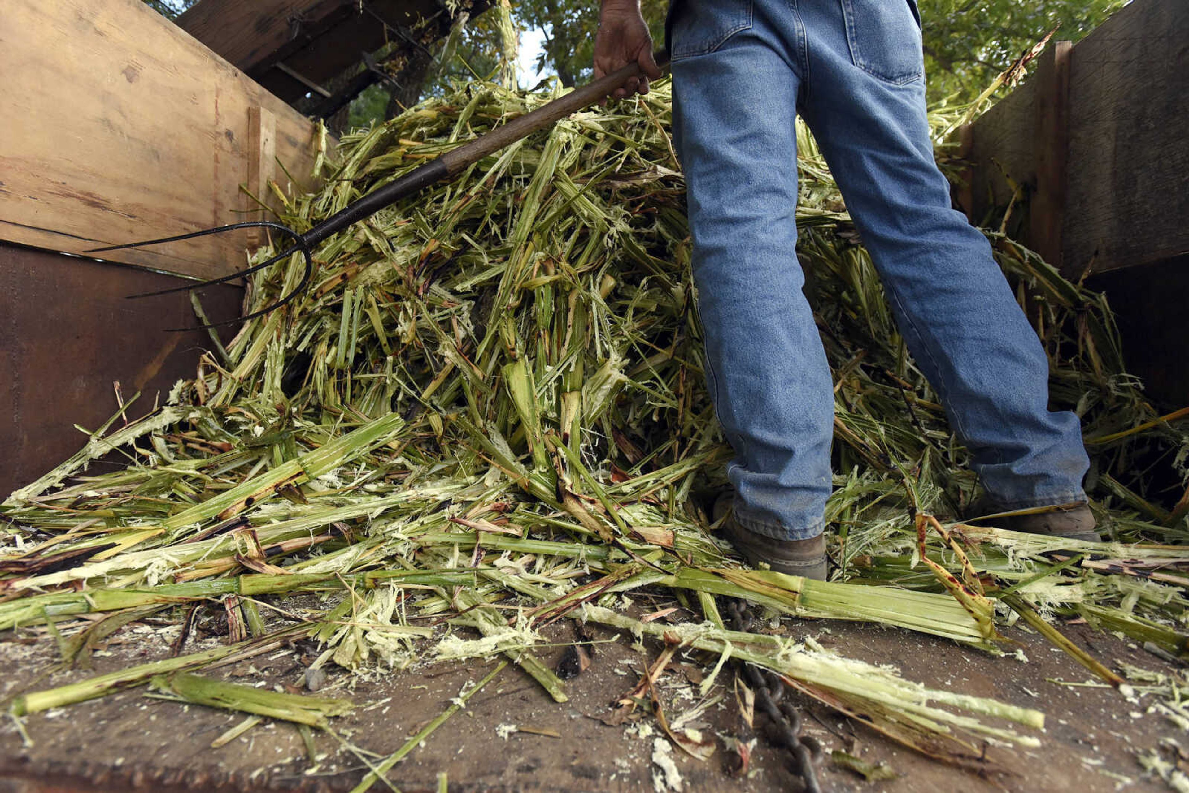 LAURA SIMON ~ lsimon@semissourian.com

Daryl Ross evens out the pile of pressed sorghum cain at Ralph Enderle's New Hamburg, Missouri home on Monday, Oct. 10, 2016.