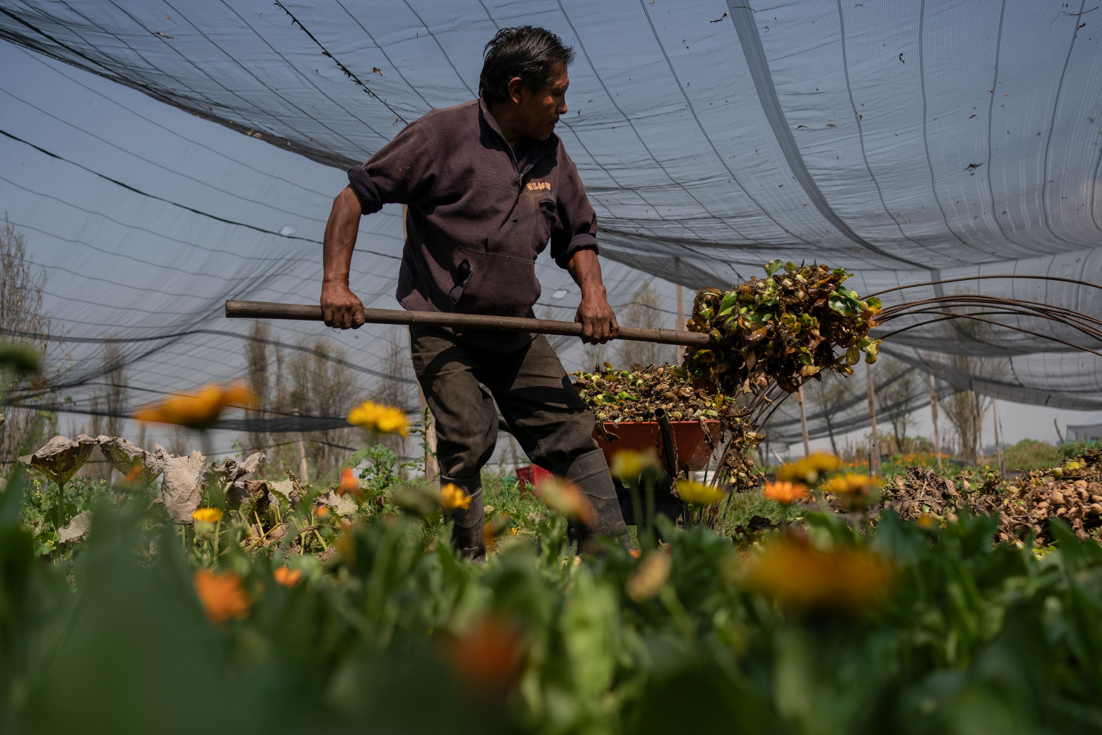 Miguel Serralde works in Cassandra Garduno's floating garden in the Xochimilco borough of Mexico City, Tuesday, Oct. 29, 2024. (AP Photo/Felix Marquez)