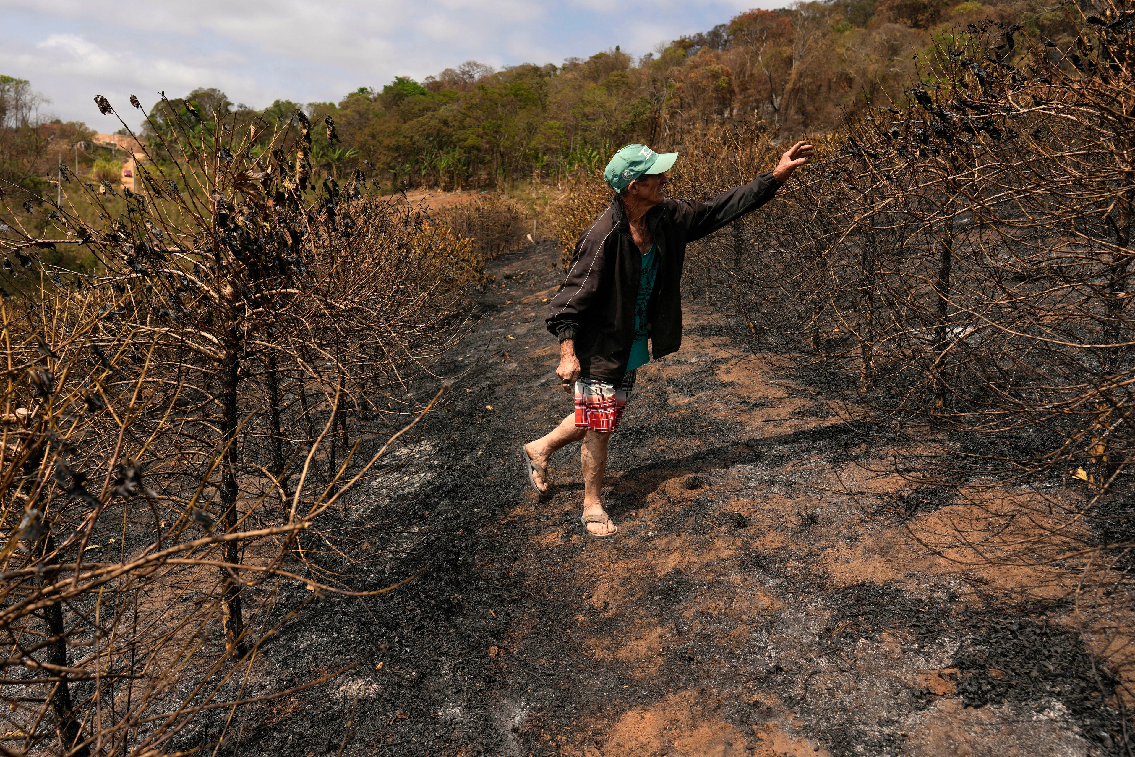 Coffee producer Joao Rodrigues Martins inspects his plantation consumed by wildfires in a rural area of Caconde, Sao Paulo state, Brazil, Wednesday, Sept. 18, 2024. (AP Photo/Andre Penner)