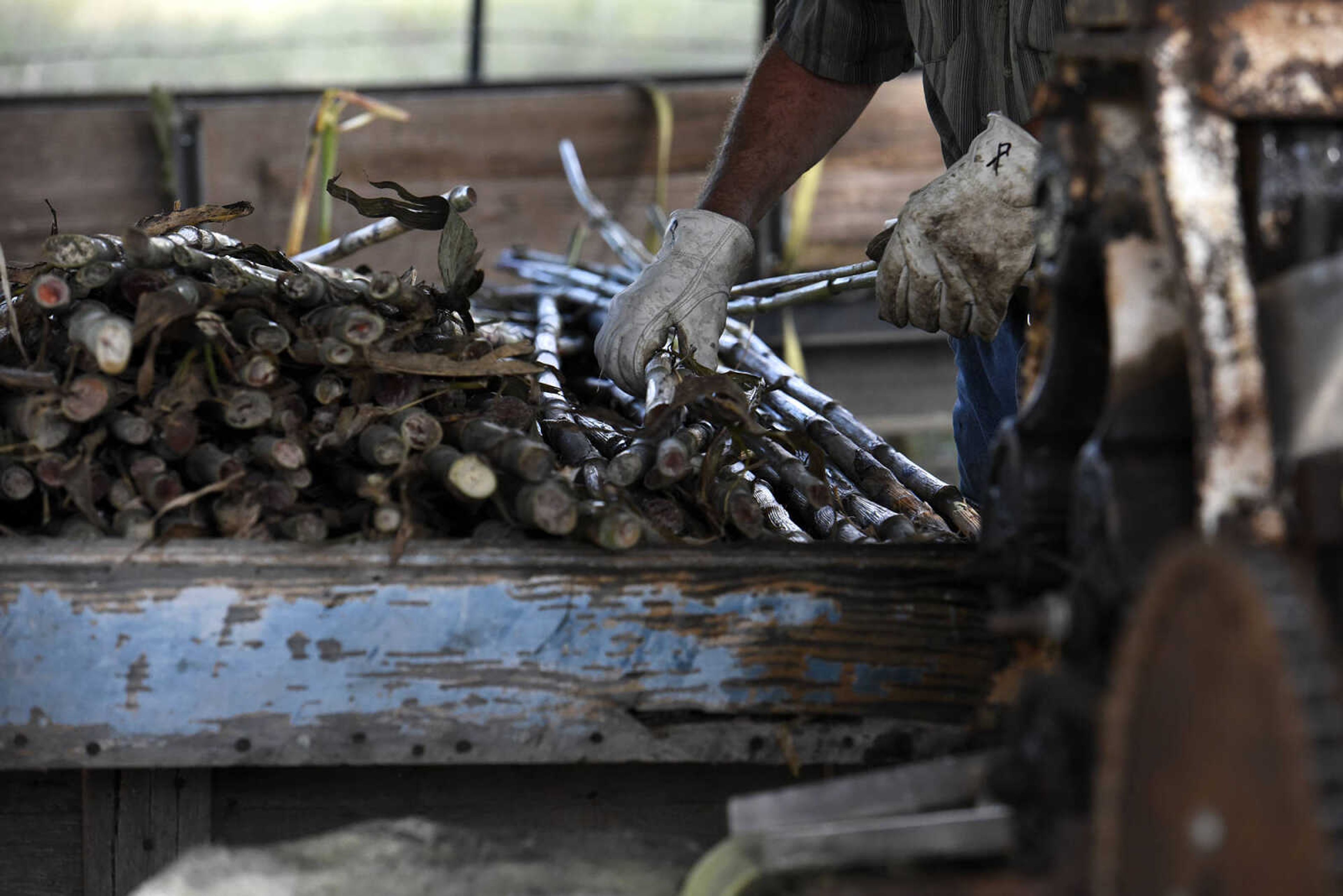 LAURA SIMON ~ lsimon@semissourian.com

Paul Meyer runs sorghum cane through the press to extract its sweet juice, which runs down directly into the cooking pan to make sorghum on Monday, oct. 10, 2016, in New Hamburg, Missouri.