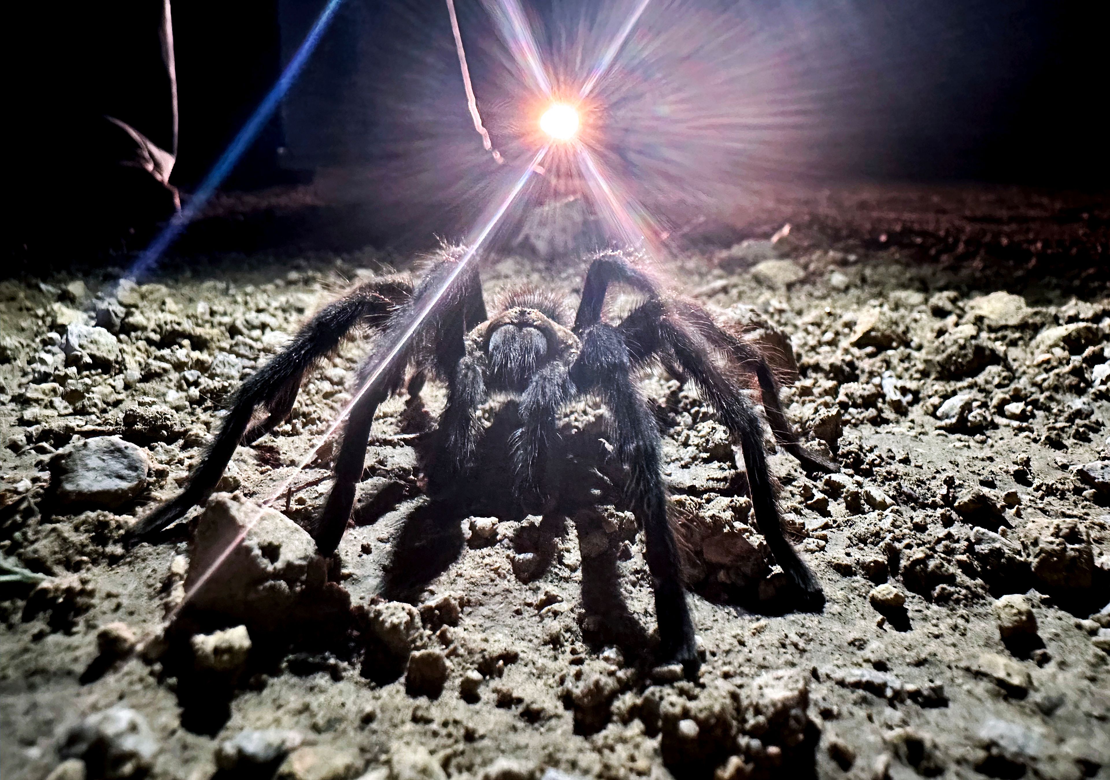 Car headlights shine on a male tarantula looking for a mate on the plains near La Junta, Colo., on Friday, Sept. 27, 2024. (AP Photo/Thomas Peipert)