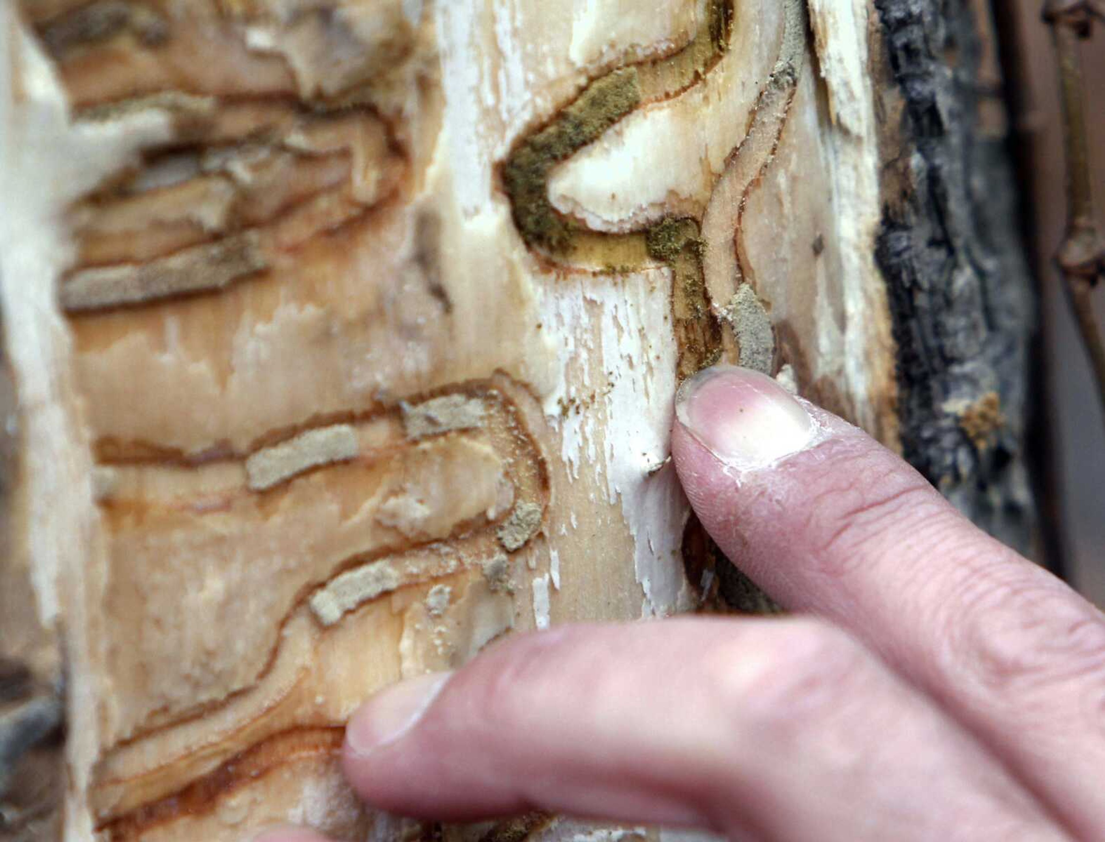 FILE - In this Oct. 26, 2011 file photo, the markings left from emerald ash borer larvae on an ash tree are pointed out in Saugerties, N.Y. The emerald ash borer, first found in 2002 in Michigan, is now in 30 states and has killed hundreds of millions of ash trees. Forests from New England to the West Coast are jeopardized by invasive pests that defoliate and kill trees. Scientists said the pests are driving some tree species toward extinction and causing billions of dollars a year in damage. (AP Photo/Mike Groll, File)