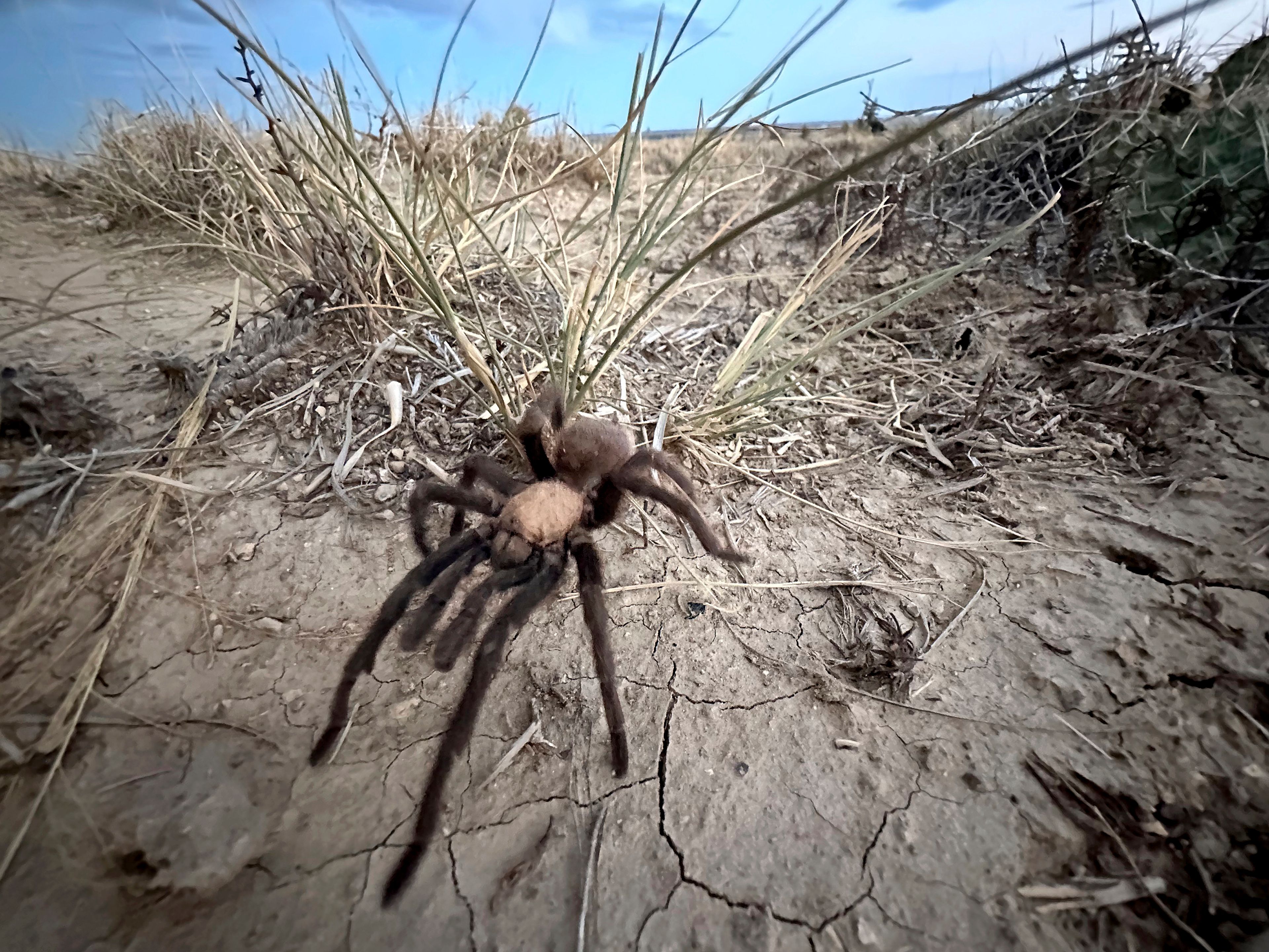 A male tarantula looks for a mate on the plains near La Junta, Colo., Friday, Sept. 27, 2024.(AP Photo/Thomas Peipert)