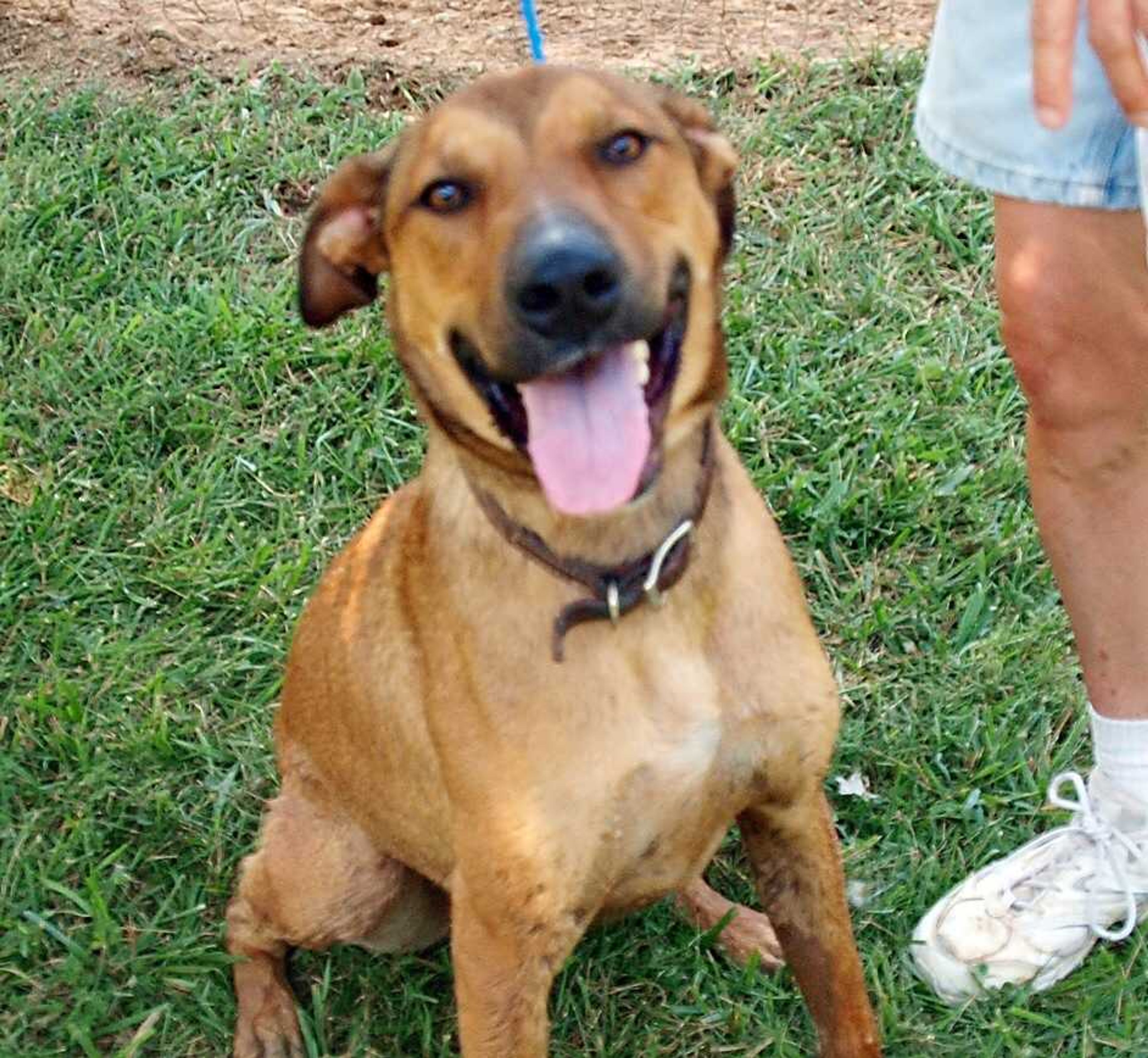 Monte is a Mountain Cur mix. He is approximately 1 year old and is a friendly and playful dog.