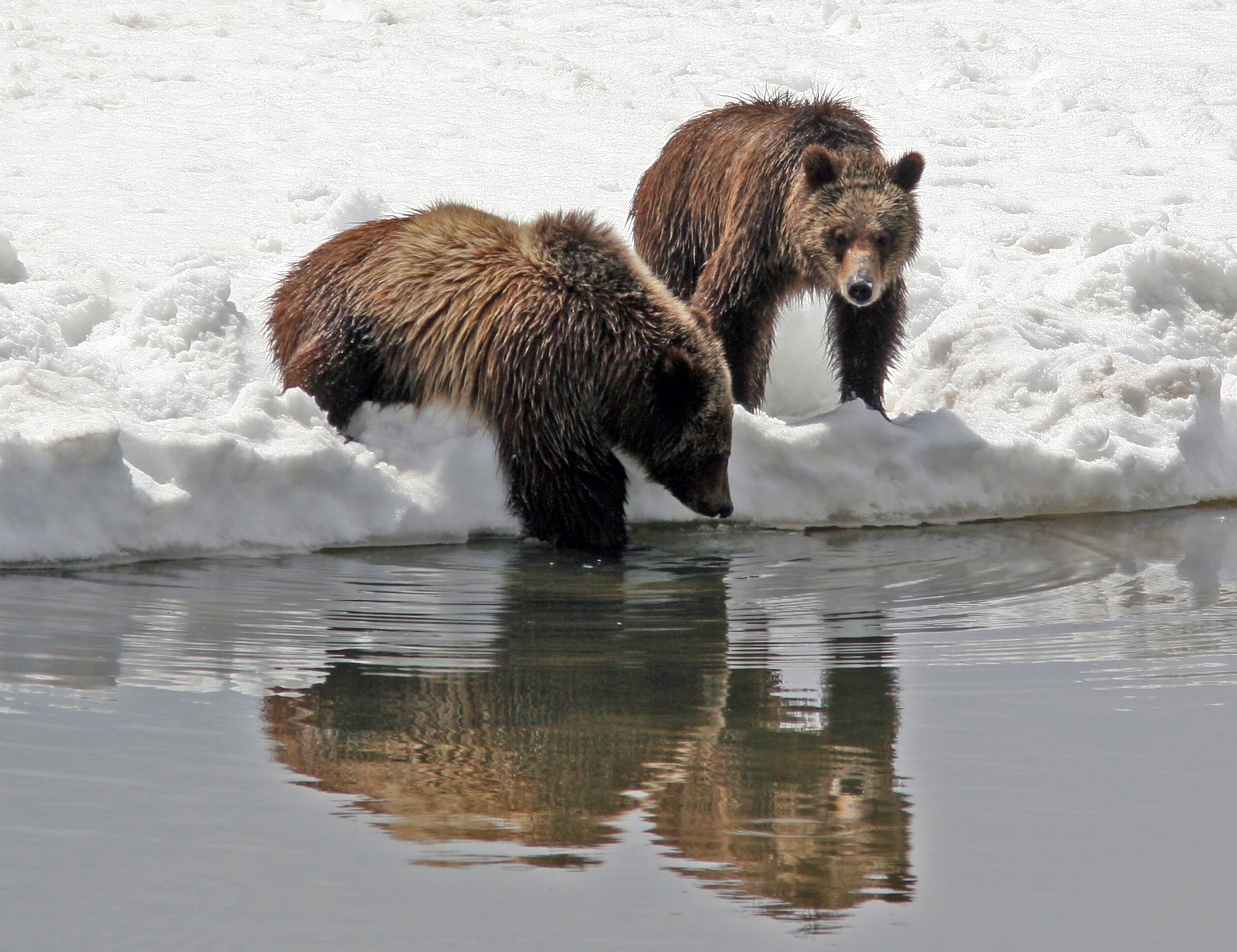 This photo provided by Grand Teton National Park shows Grizzly bear No. 399 and her cub in 2008. (G. Pollock/National Park Service via AP)