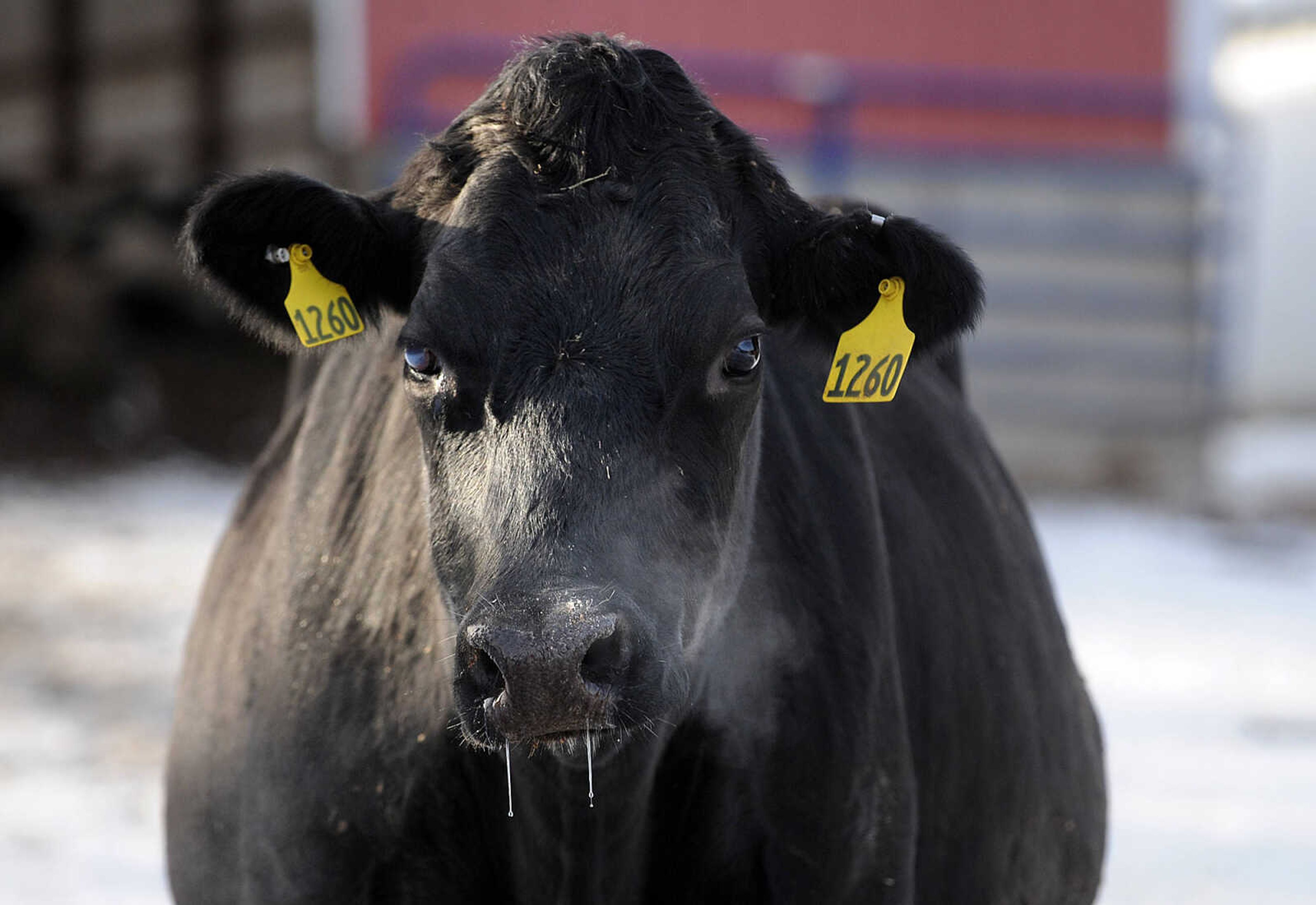 LAURA SIMON ~ lsimon@semissourian.com

Heifers at Jerry Siemers' Cape Girardeau dairy farm, Tuesday, March 4, 2014.