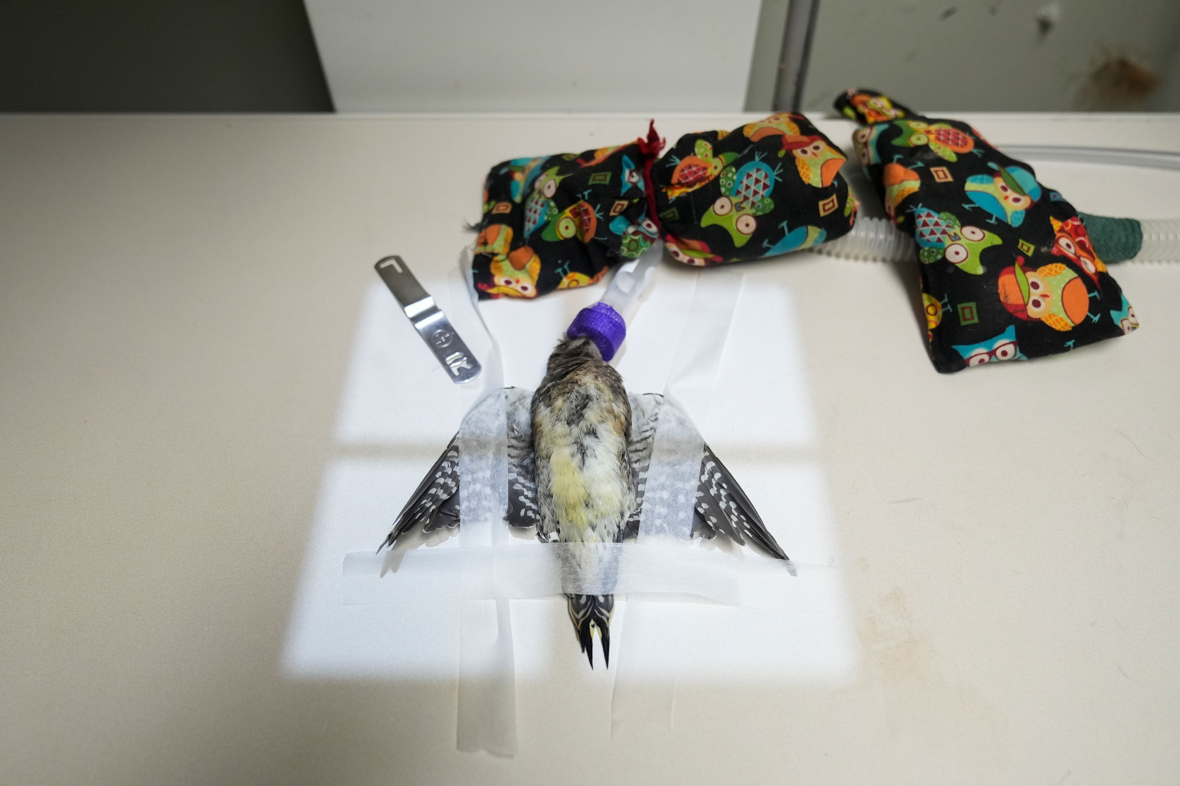 An anesthetized yellow-bellied sapsucker, a kind of migrating woodpecker, is taped to a table as staff veterinarian Darcy Stephenson prepares to take x-rays at the DuPage Wildlife Conservation Center, Friday, Oct. 4, 2024, in Glen Ellyn, Ill. (AP Photo/Erin Hooley)