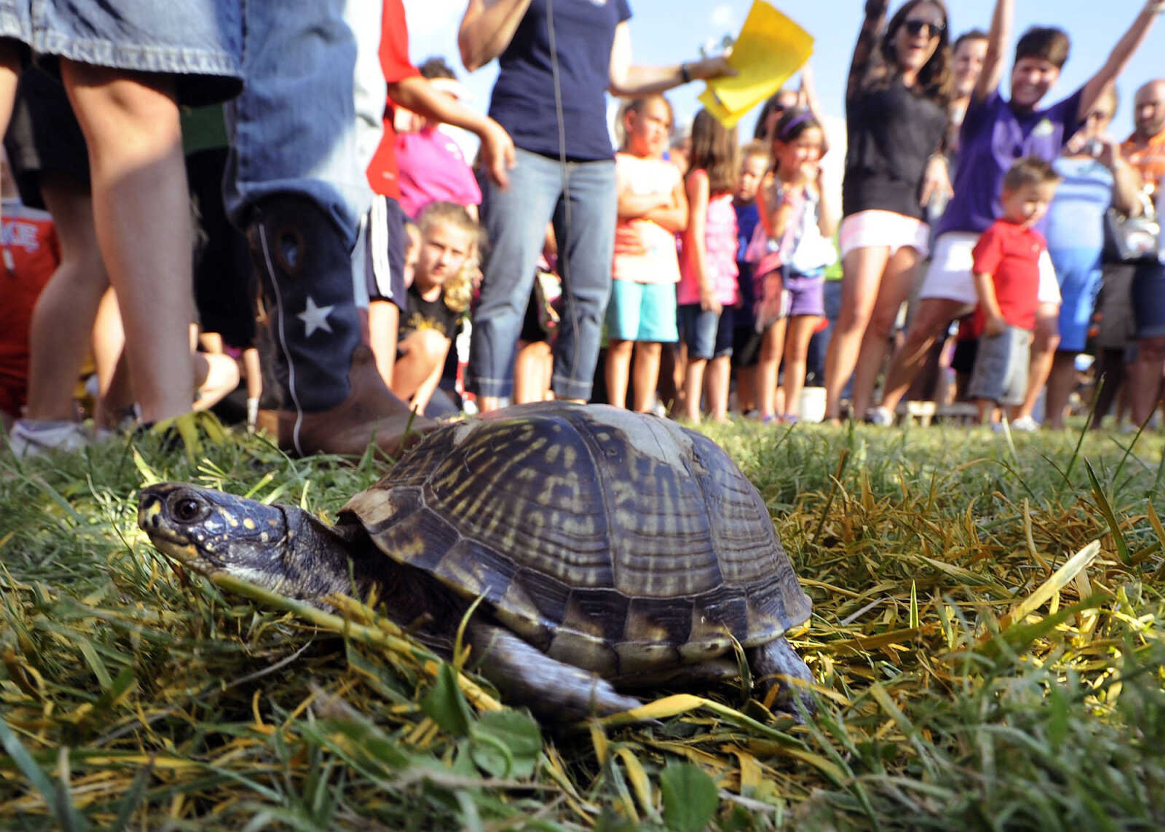 FRED LYNCH ~ flynch@semissourian.com
A turtle crosses the finish line in one of the turtle races at the St. Lawrence Parish Annual Picnic Saturday, July 13, 2013 in New Hamburg, Mo.