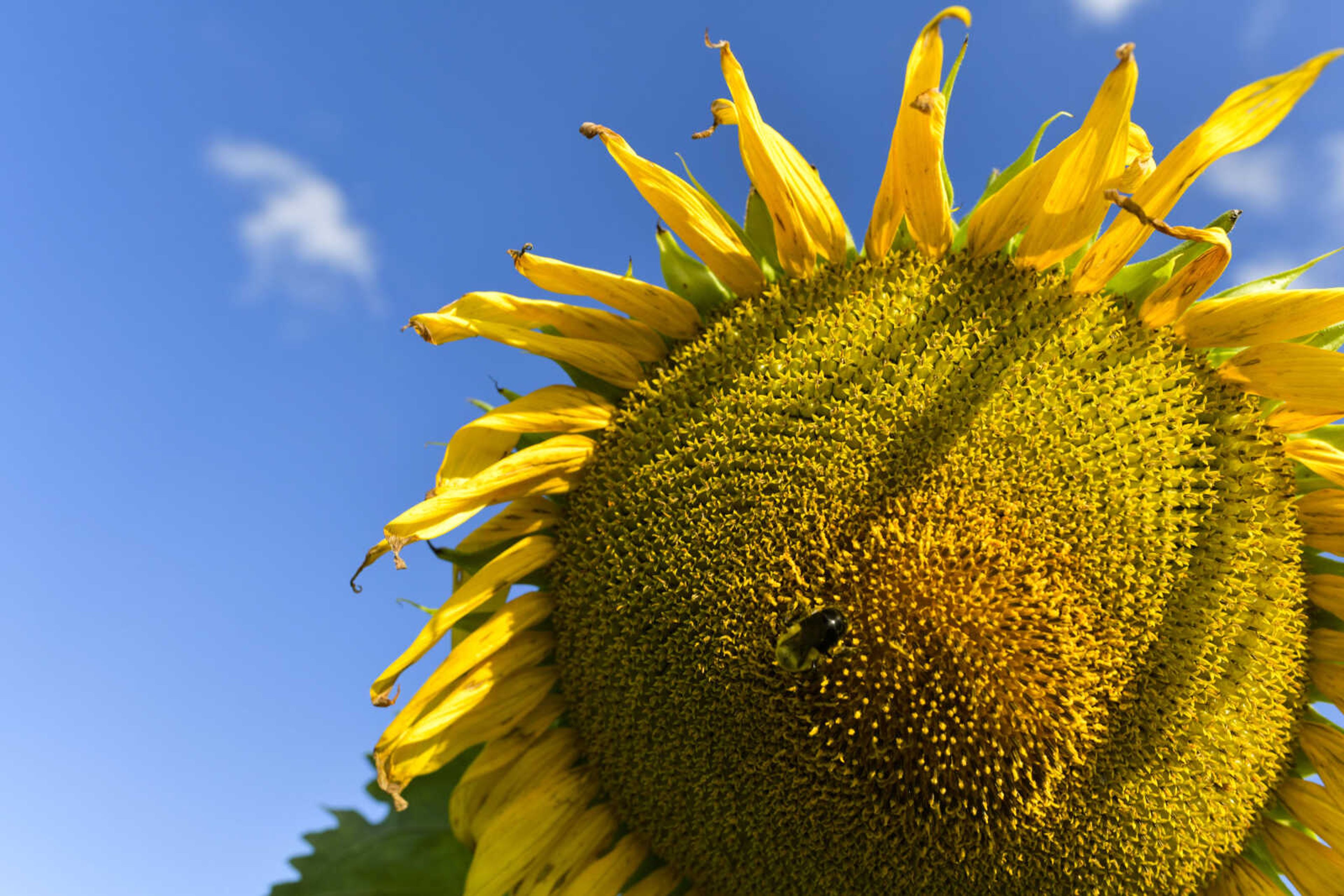 A bumble bee perches on a sunflower's disc florets Tuesday, July 28, 2020, at Maintz Wildlife Preserve in Oak Ridge.