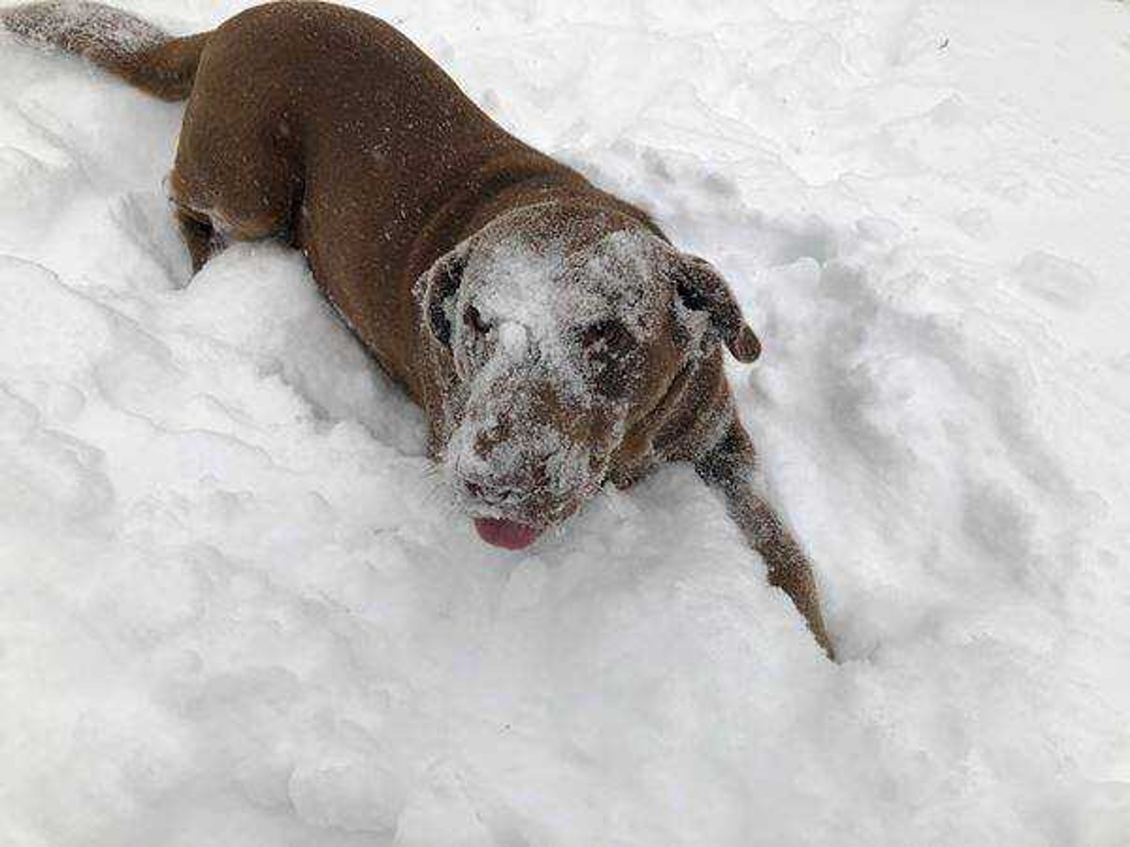 Snow Dog&nbsp; -&nbsp; Snow diving!