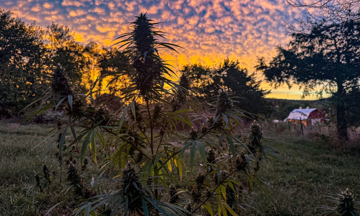 Missouri hemp businesses fear new federal THC limits will destroy industry