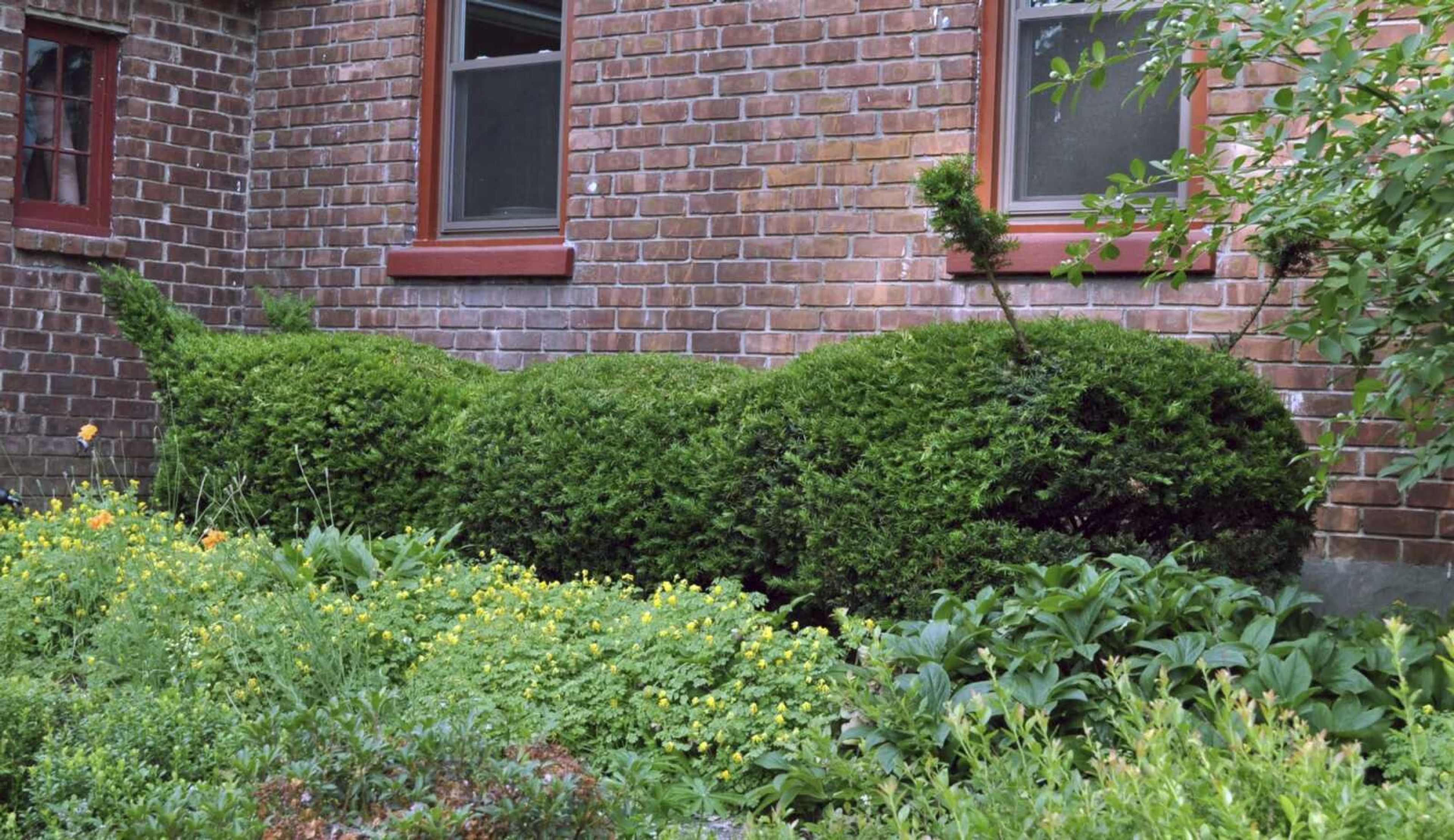 This undated photo shows a row of yews along a house foundation in New Paltz, New York. With dense, small leaves and readiness to resprout from pruning cuts, yews are easily pruned as a topiary -- in this case as a giant caterpillar.