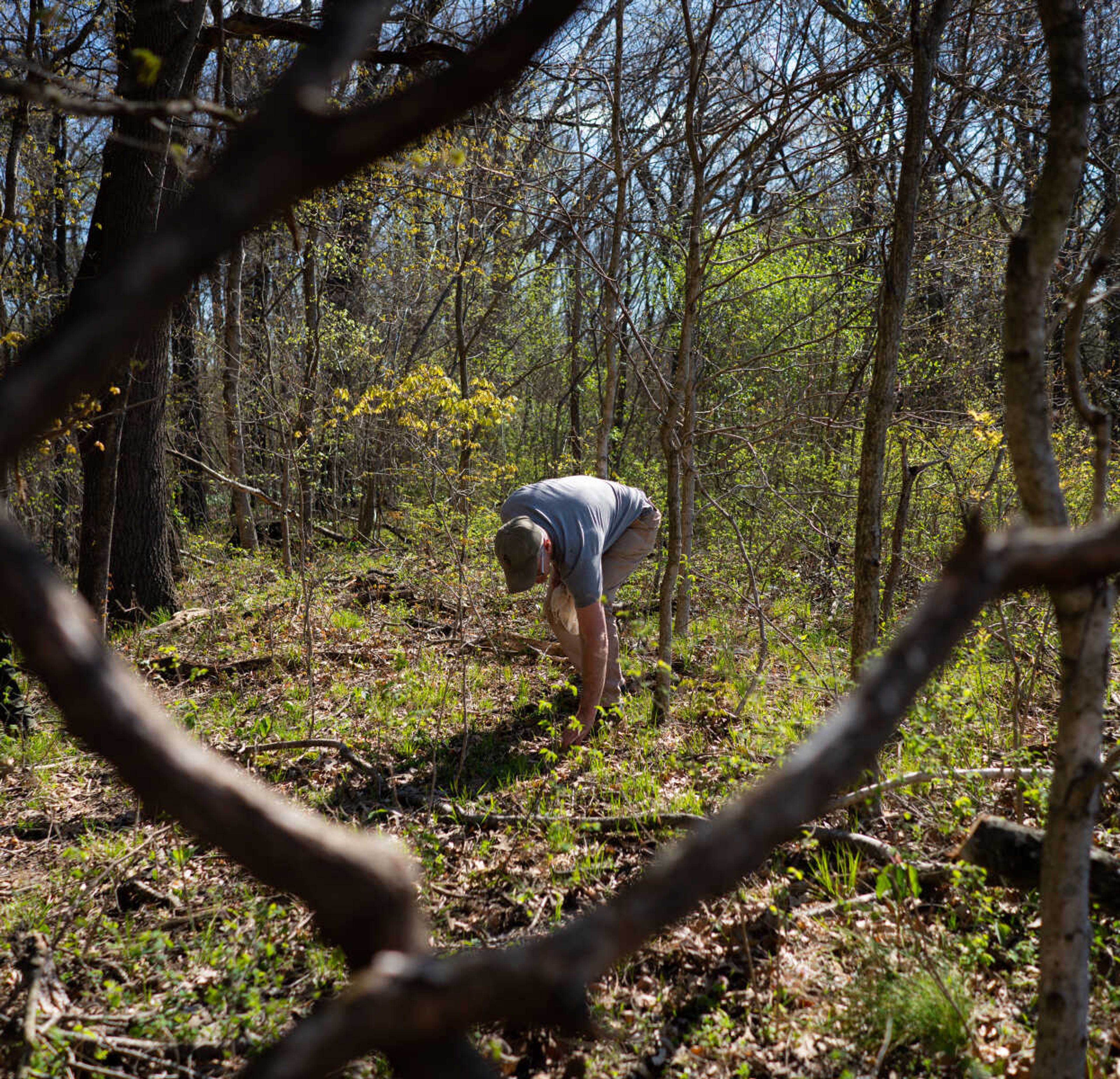 Jefferson Fox plucks a morel from the soil. Fox says when hunting morels, it is helpful to look around elm, ash and cottonwood trees, especially ones that are recently dead or decaying.