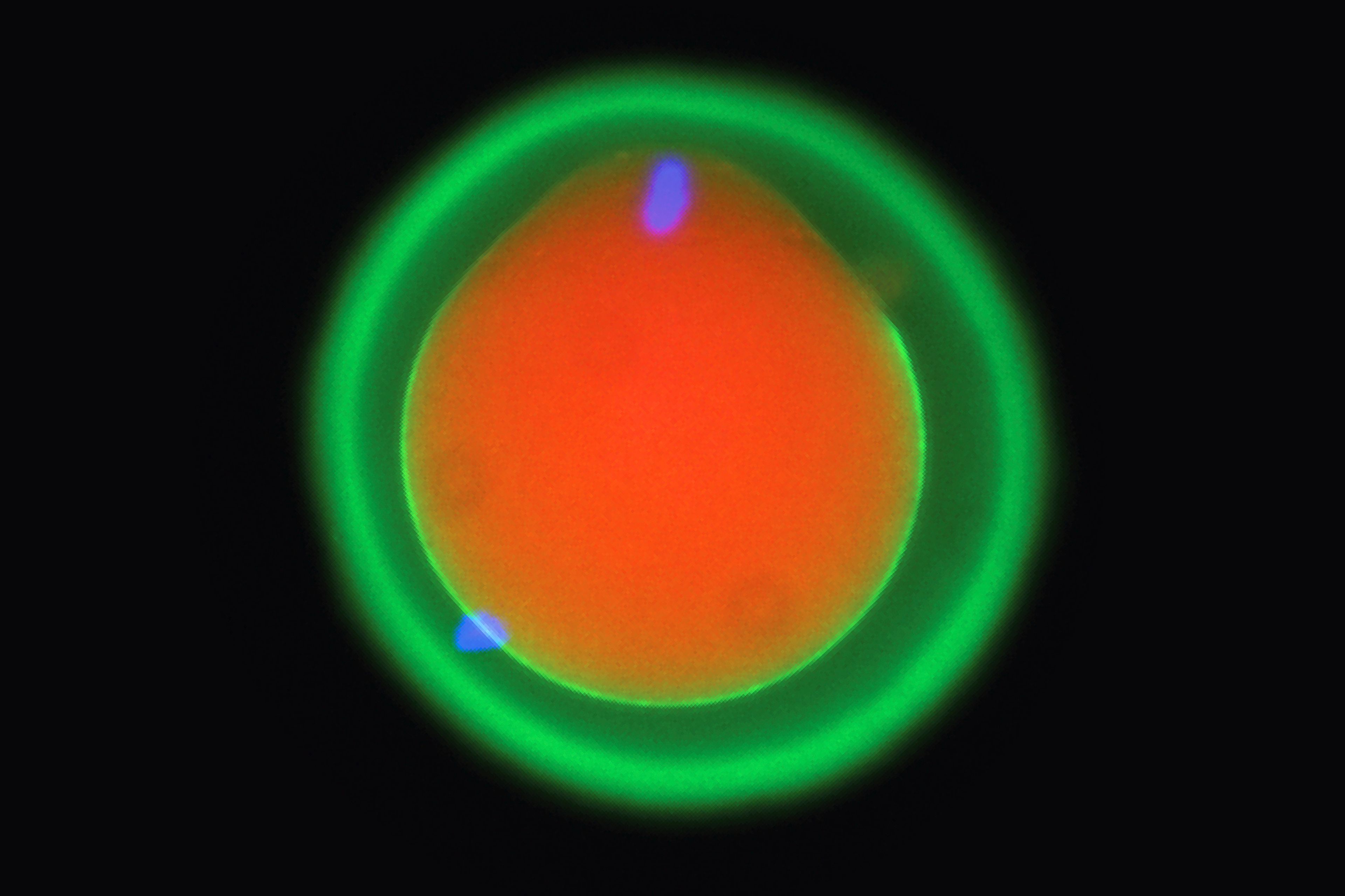 This microscope image provided by Osaka University and the Research Institute of Molecular Pathology in October 2024, shows the fertilization of a mouse egg marked in red and green. DNA is marked in blue, showing in the egg at the top and in a sperm cell at the bottom left. (Yonggang Lu/Osaka University/IMP via AP)