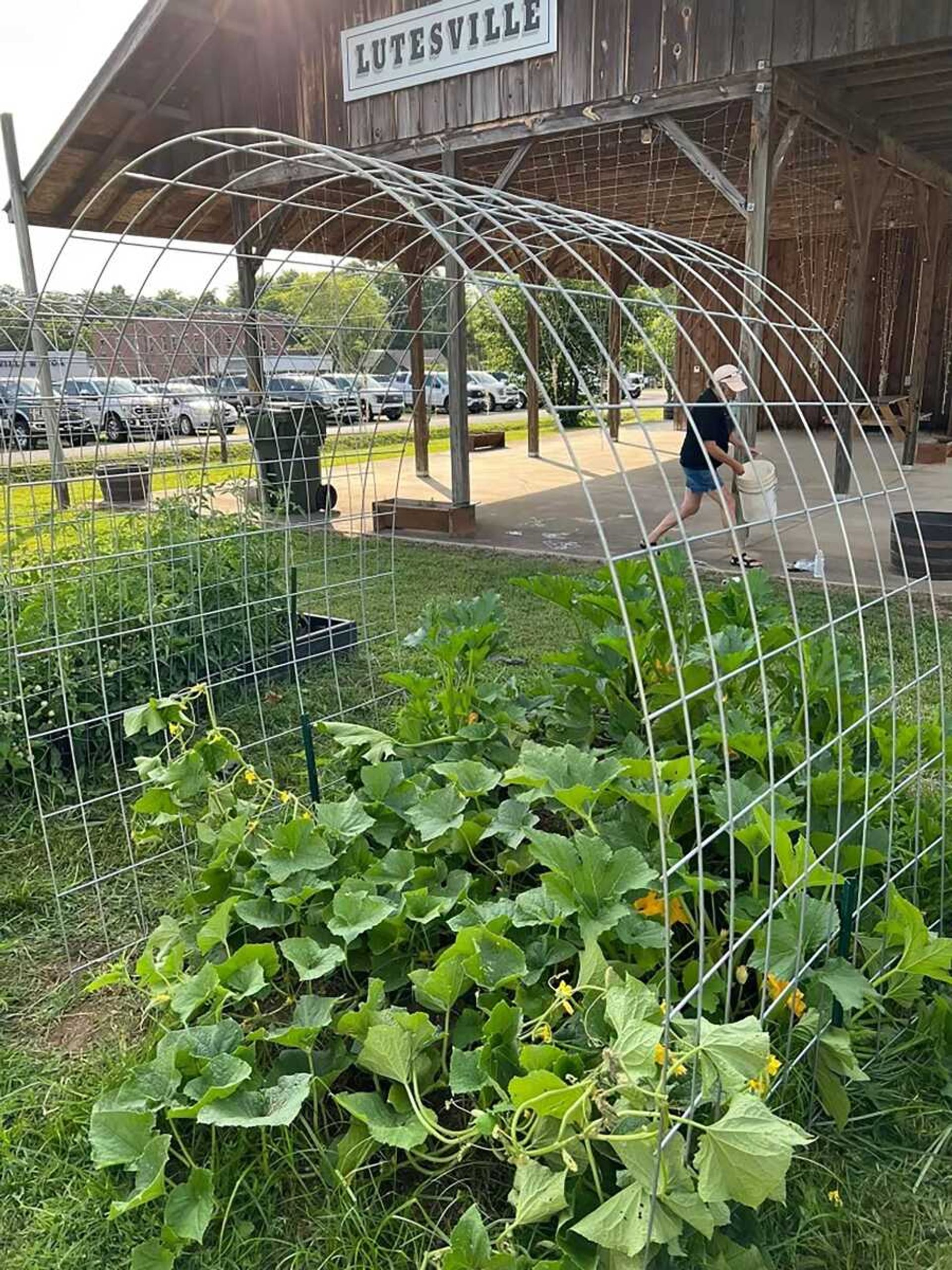 Produce grows in the Marble Hill Community Gardens. Becky Wiginton says they will announce when produce is ready to be harvested, and then it is free for community members to pick. 
