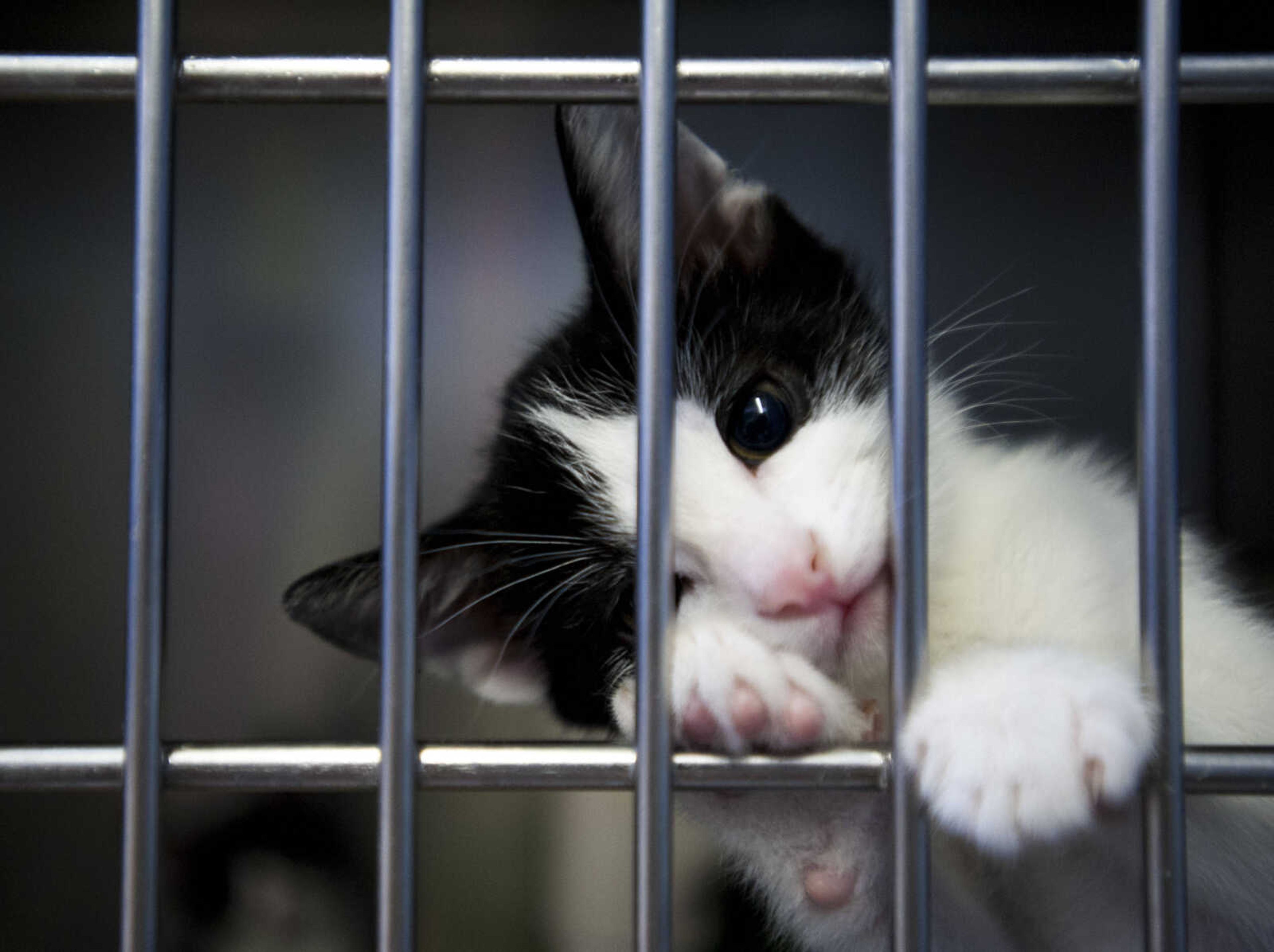 A kitten awaits adoption at the Humane Society of Southeast Missouri on June 20, 2017, in Cape Girardeau. (Ben Matthews)