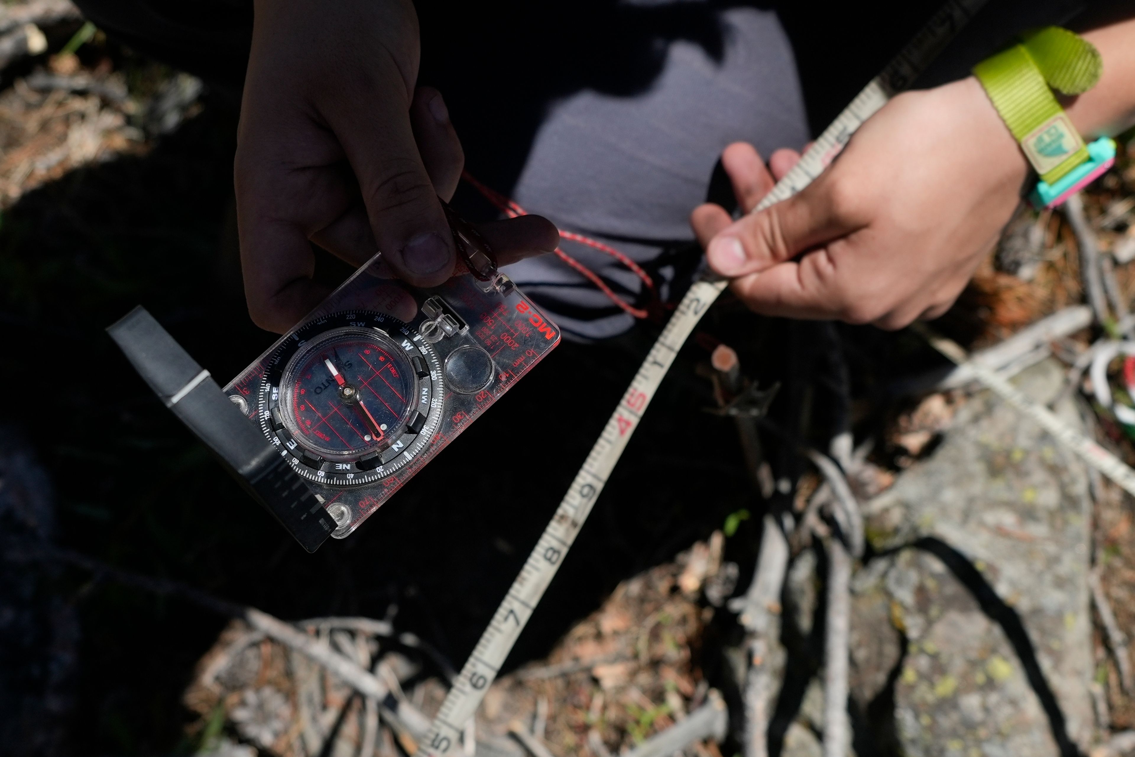 A research assistant uses a compass and measuring tape to locate a reforestation test plot Tuesday, June 11, 2024, in Bellvue, Colo., in the 2020 Cameron Peak Fire burn area. (AP Photo/Brittany Peterson)