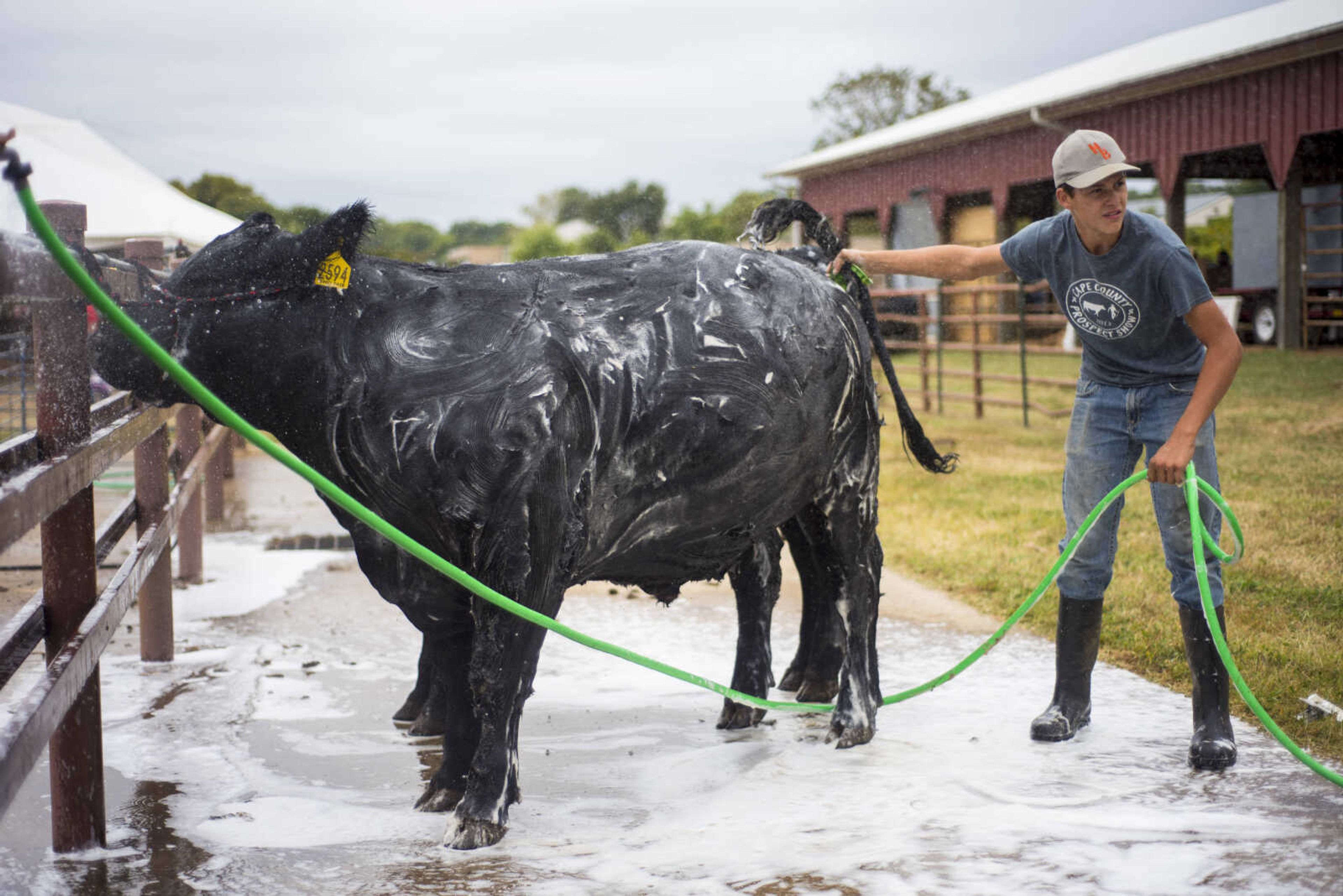 Lane Bollinger, 14, washes a steer September 12, 2017 during the SEMO District Fair at Arena Park in Cape Girardeau.