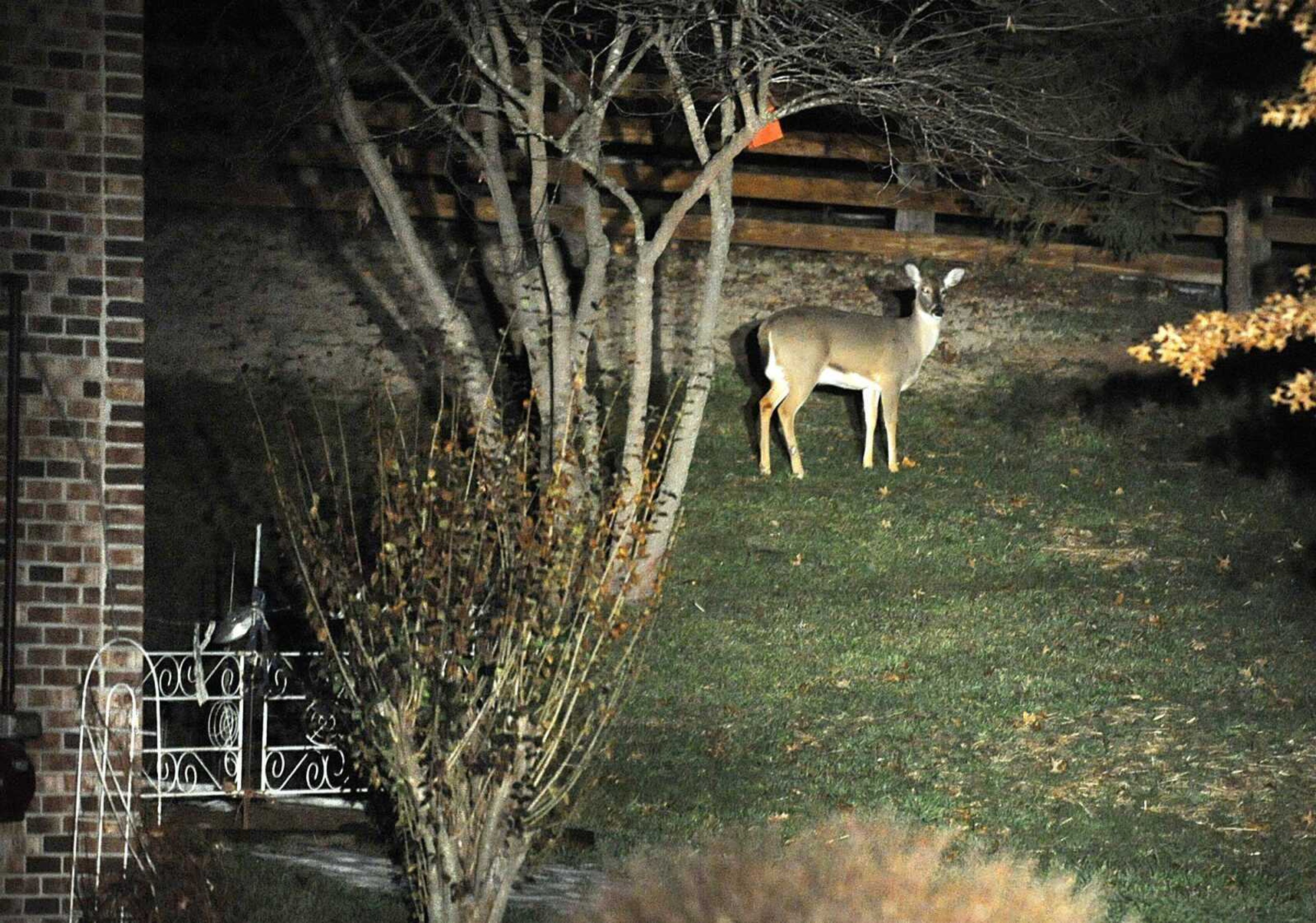 This doe was spotted in a backyard along Julie Drive during Tuesday's deer survey. (Laura Simon)