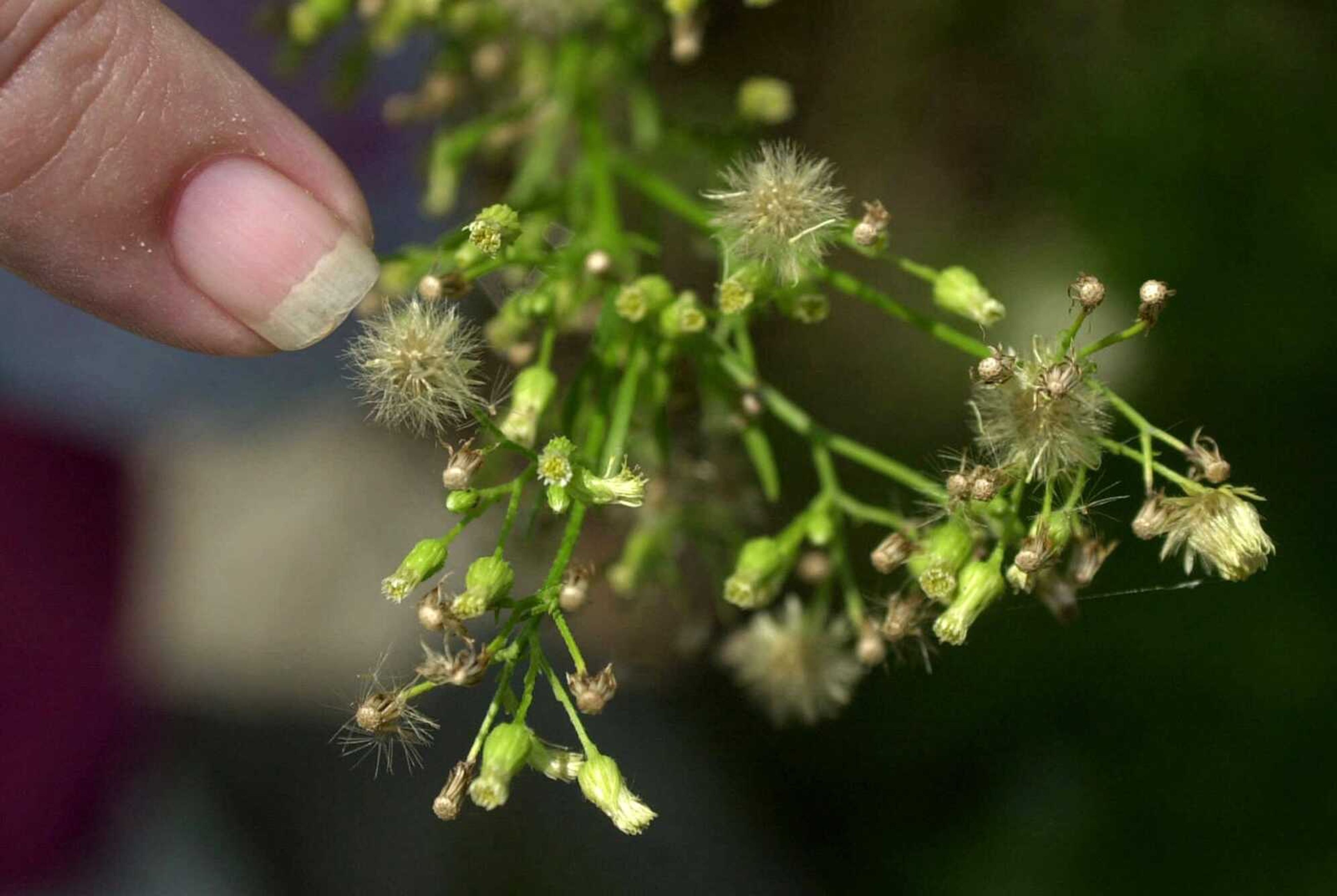 FILE - In this Aug. 14, 2001 file photo, pollen on a ragweed plant in is seen Newark, N.J. A new study says global warming will bring much more sneezing and wheezing to Europe by mid-century. It's projected that ragweed pollen levels are likely to quadruple for much of Europe. But why? Warmer temperatures will allow the plants to take root more and carbon dioxide will make them grow more. That's according to the study published Monday in the journal Nature Climate Change.  (AP Photo/Daniel Hulshizer, File)