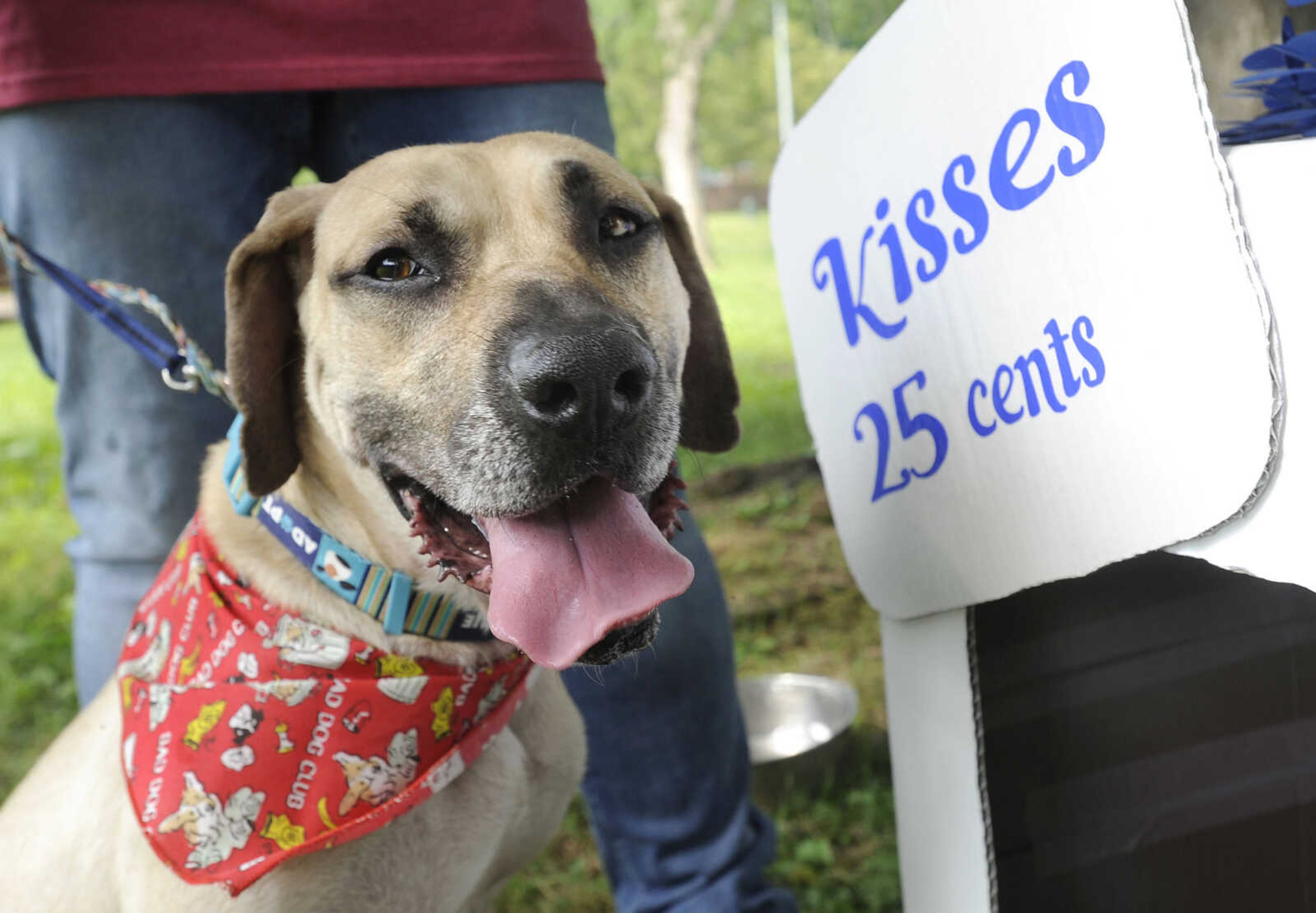 FRED LYNCH ~ flynch@semissourian.com
Bullet waits for a customer at the American Cancer Society's Bark for Life event Saturday, June 9, 2018 at Capaha Park.