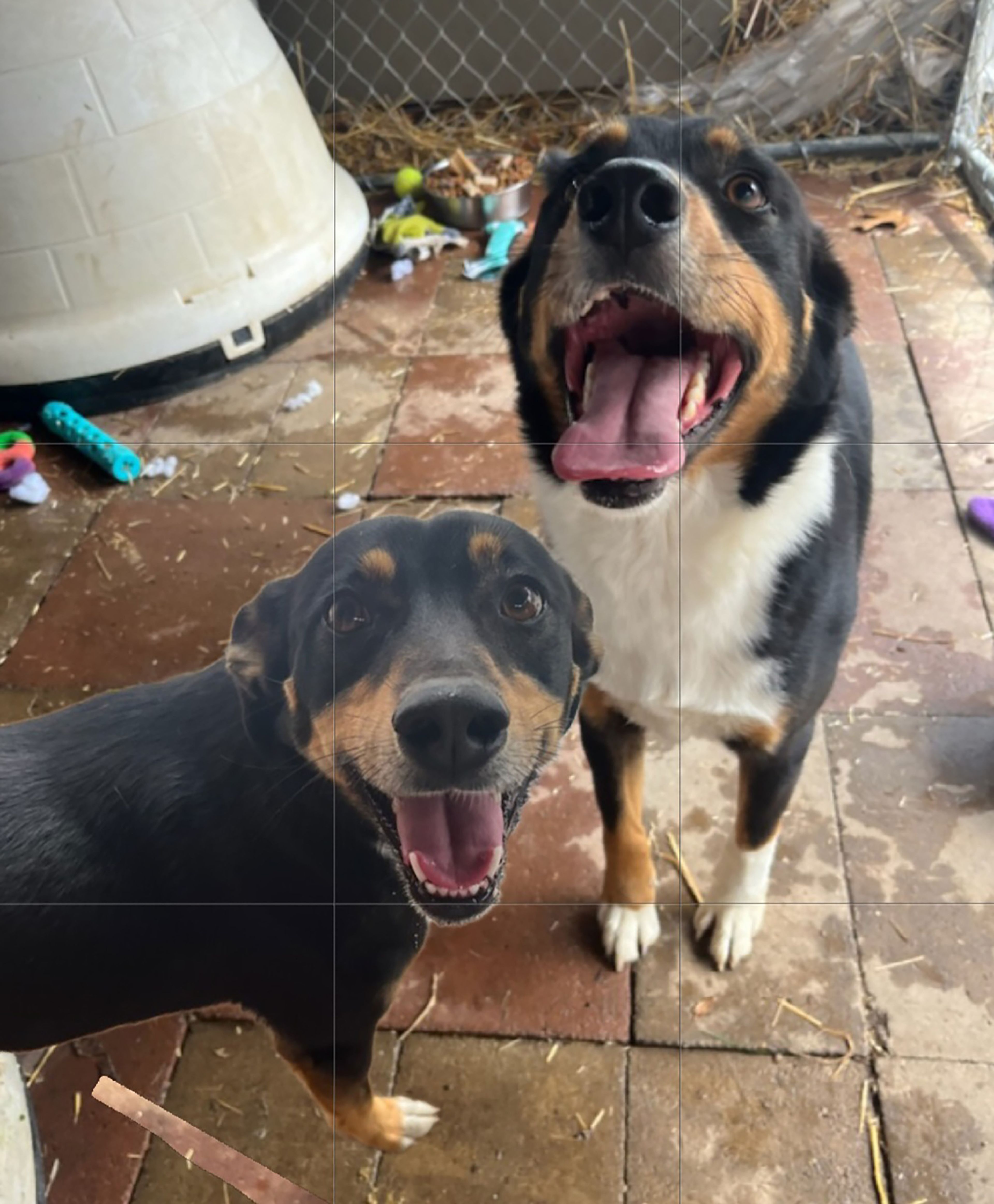 Bandit and Chilli are bonded pair of aussie mixes and love to play and run all day.  They are 5 years old and need to find a home together. If you have room in your heart and home for these dogs or any other pet, visit us at 359 Cree Lane near Jackson any weekday or weekend from 8 a.m. to noon. Visitors are always welcome to play with our pets.