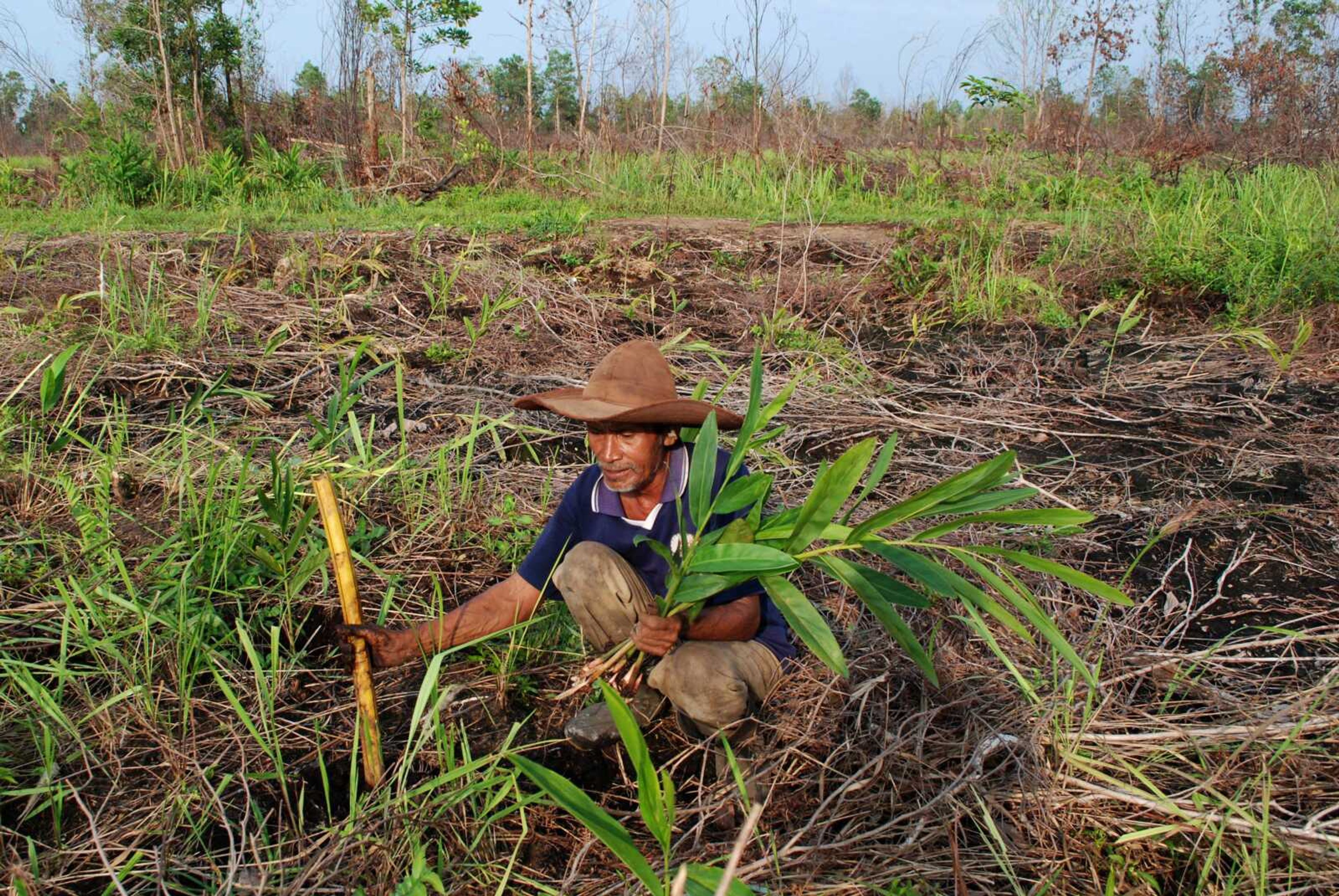 Sarip, a local farmer, plants galangal Nov. 9 on what used to be his pineapple field in Rimbo Panjang, Riau province, Indonesia. (Rony Muharrman ~ Associated Press)