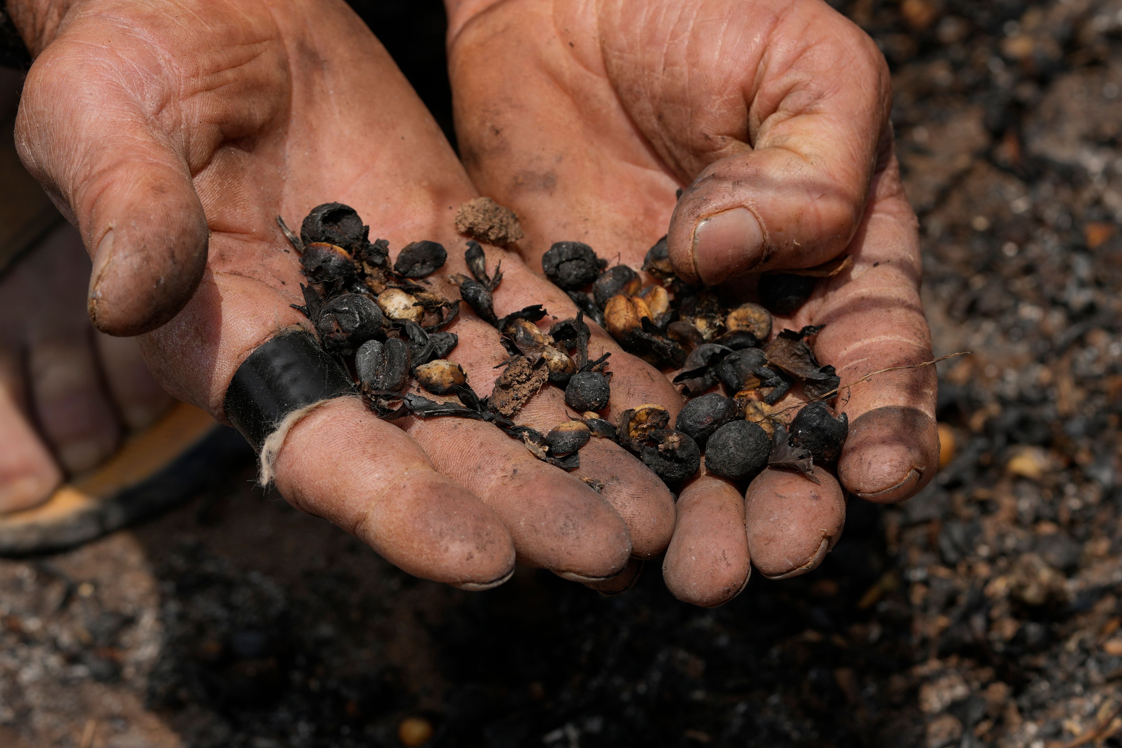 Coffee producer Joao Rodrigues Martins holds a handful of damaged coffee beans during an inspection of his plantation consumed by wildfires in a rural area of Caconde, Sao Paulo state, Brazil, Wednesday, Sept. 18, 2024. (AP Photo/Andre Penner)