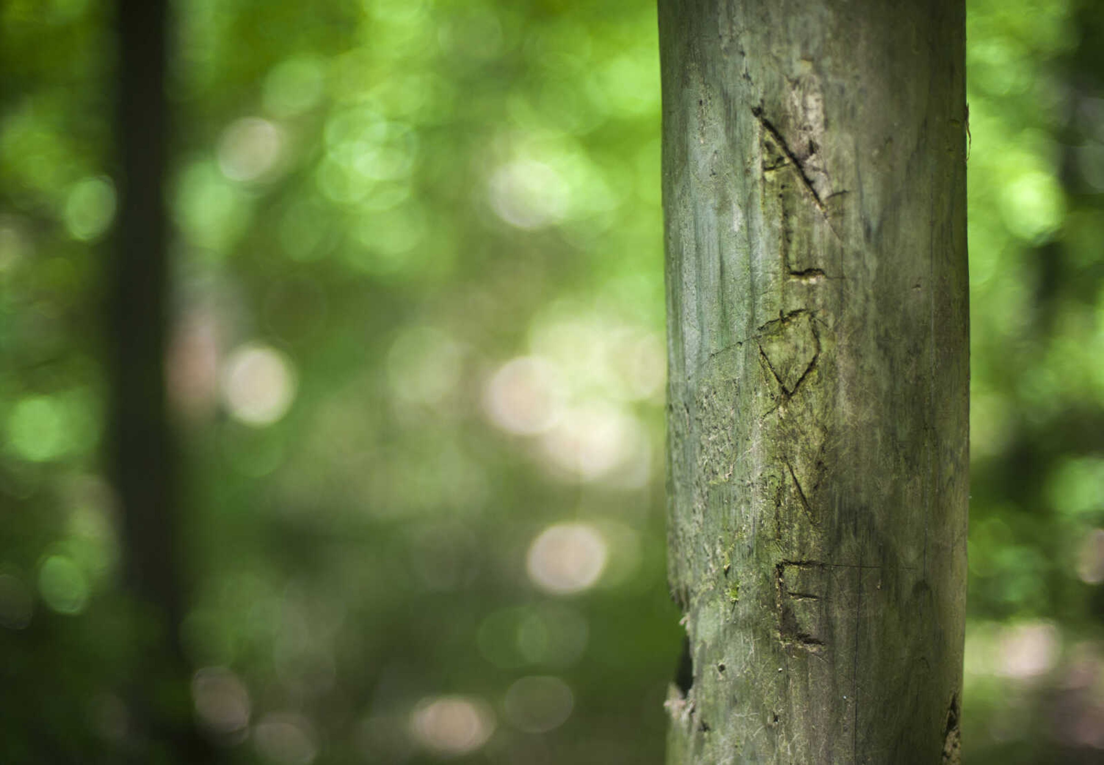 The word "ALONE" is seen carved into tree near Fountain Park on Saturday, May 2, 2020, in Cape Girardeau.