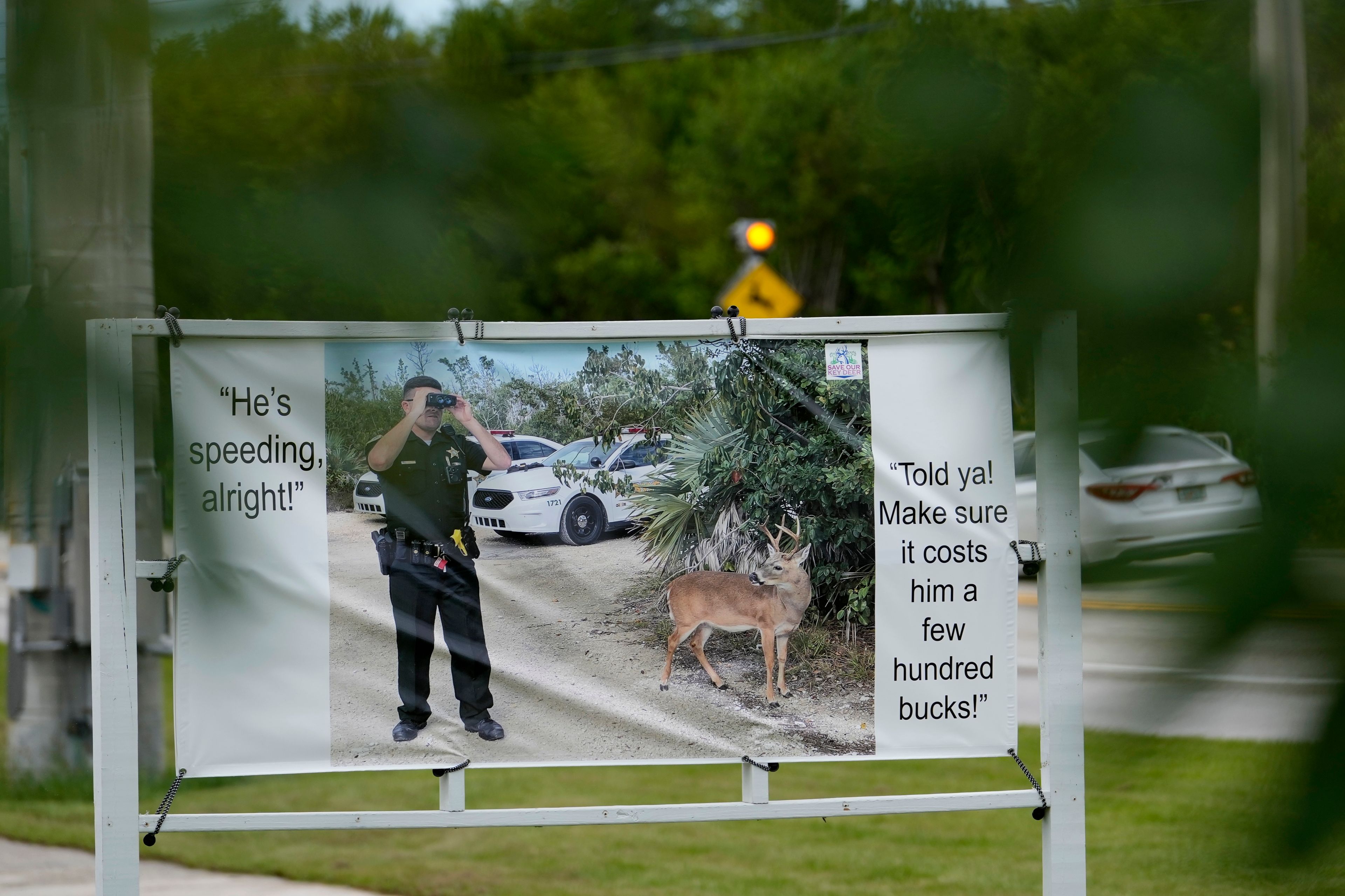 A road sign warns motorists not to speed in an area frequented by Key Deer, the smallest subspecies of the white-tailed deer that have thrived in the piney and marshy wetlands of the Florida Keys, Wednesday, Oct. 16, 2024, in Big Pine Key, Fla. (AP Photo/Lynne Sladky)