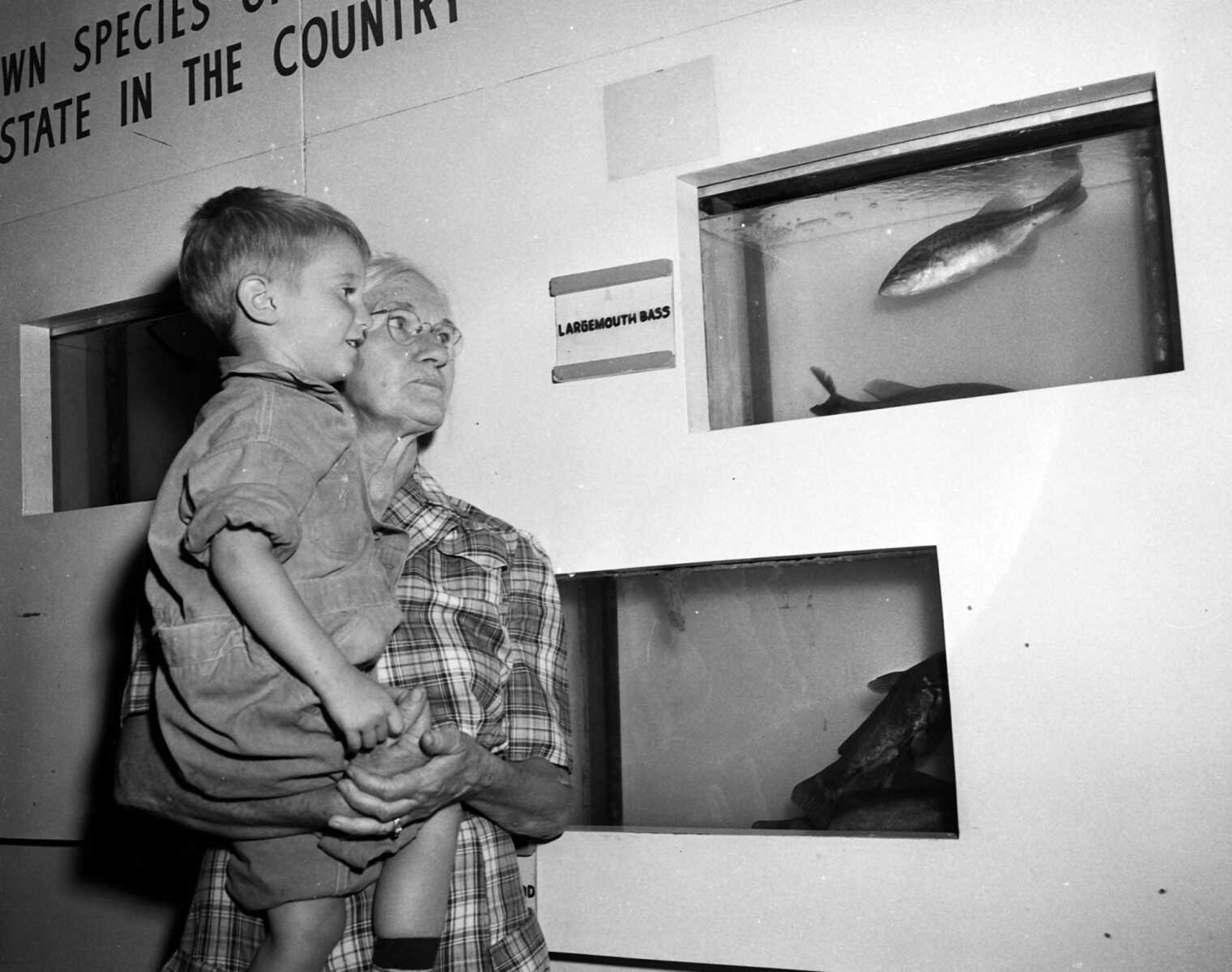 Sept. 17, 1948 Southeast Missourian.
This youngster, Donald Ray Hazelwood of Vienna, Illinois, held by his aunt, Mrs. Dick Redden of Anna, Illinois, could be thinking of fishing days to come as he watches a large mouth bass swim lazily in a tank at the Missouri Conservation Commission exhibit at the SEMO District Fair. (G.D. Fronabarger/Southeast Missourian archive)