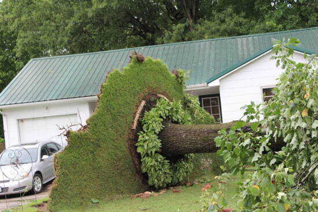 A large tree uprooted in Dexter.