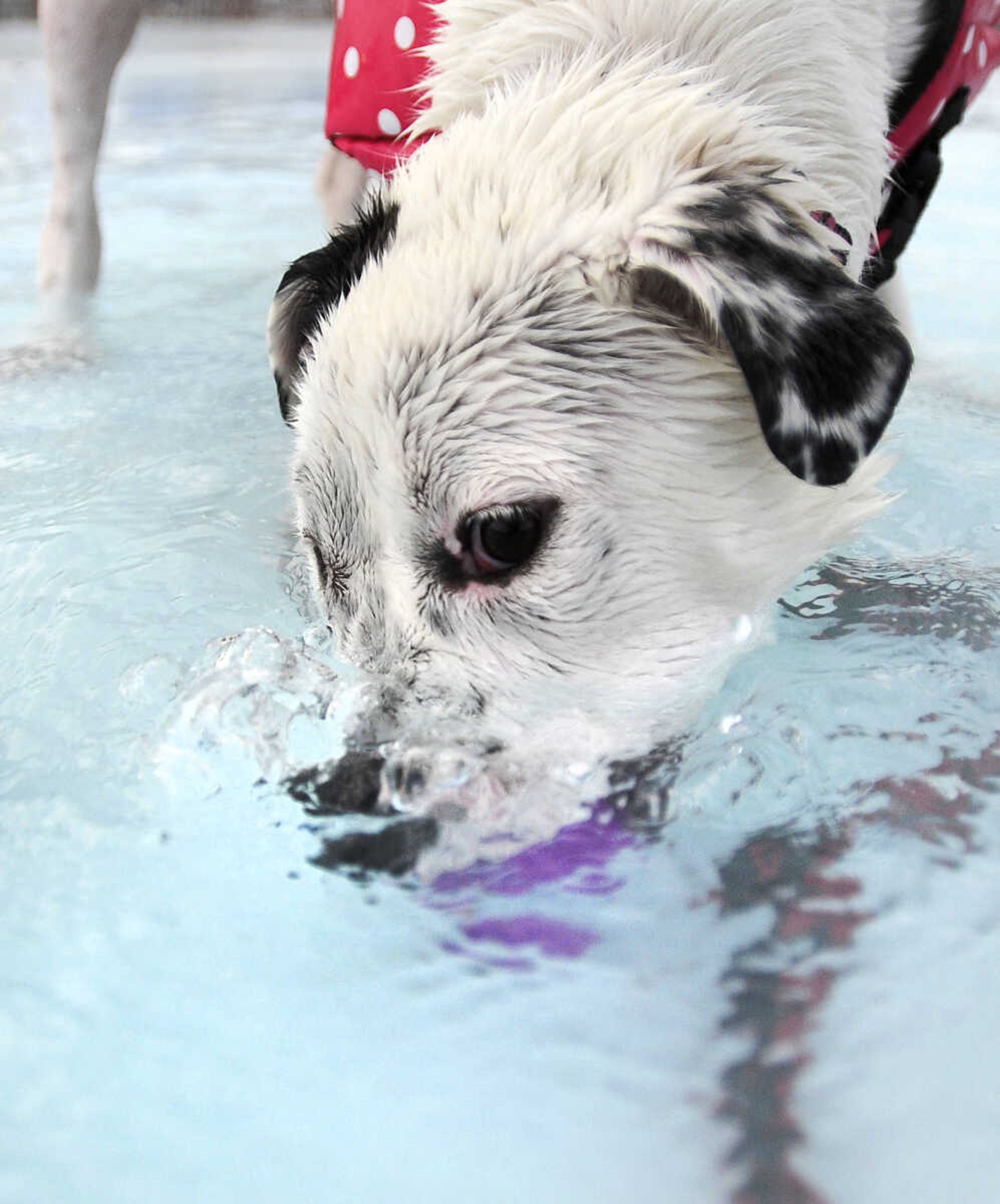 LAURA SIMON ~ lsimon@semissourian.com

Doggy Swim Day at Cape Splash, Sunday, Sept. 27, 2015, in Cape Girardeau. Leashed dogs got to swim and play in the lazy river and swimming pools with their owners. Proceeds from event benefit the Cape Girardeau Parks and Recreation Foundation.