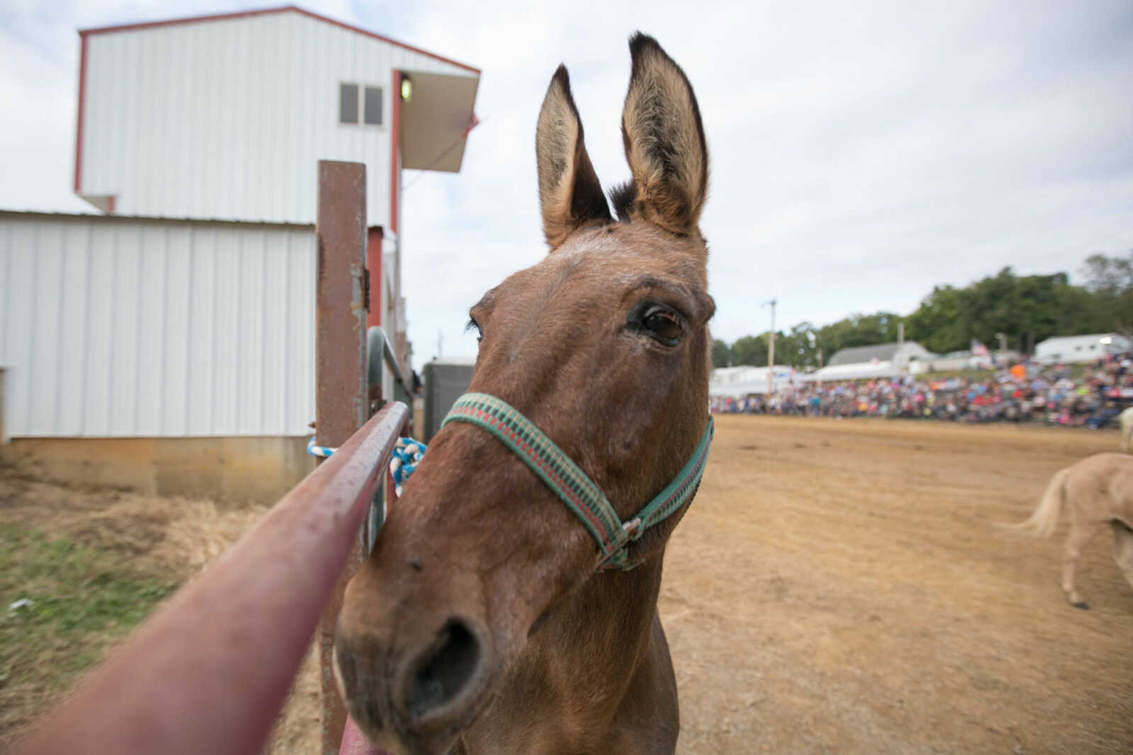 GLENN LANDBERG ~ glandberg@semissourian.com

A mule waits for its chance to jump during the mule-jumping contest at the East Perry Community Fair Saturday, Sept. 26, 2015 in Altenburg, Missouri.