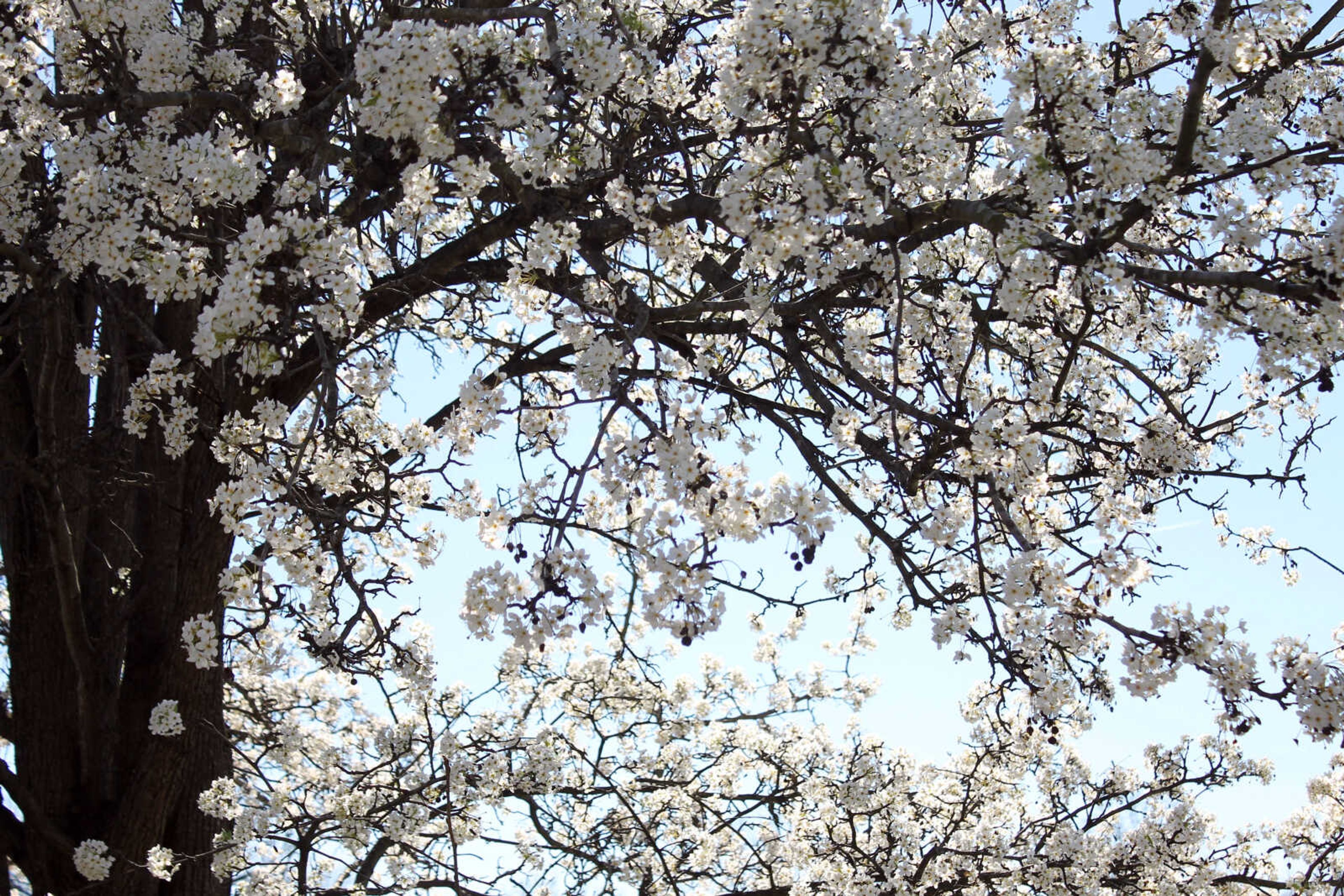 Emily Priddy ~ epriddy@semissourian.com
A tree is covered in spring blossoms Friday, March 10, 2017, in downtown Cobden, Illinois.