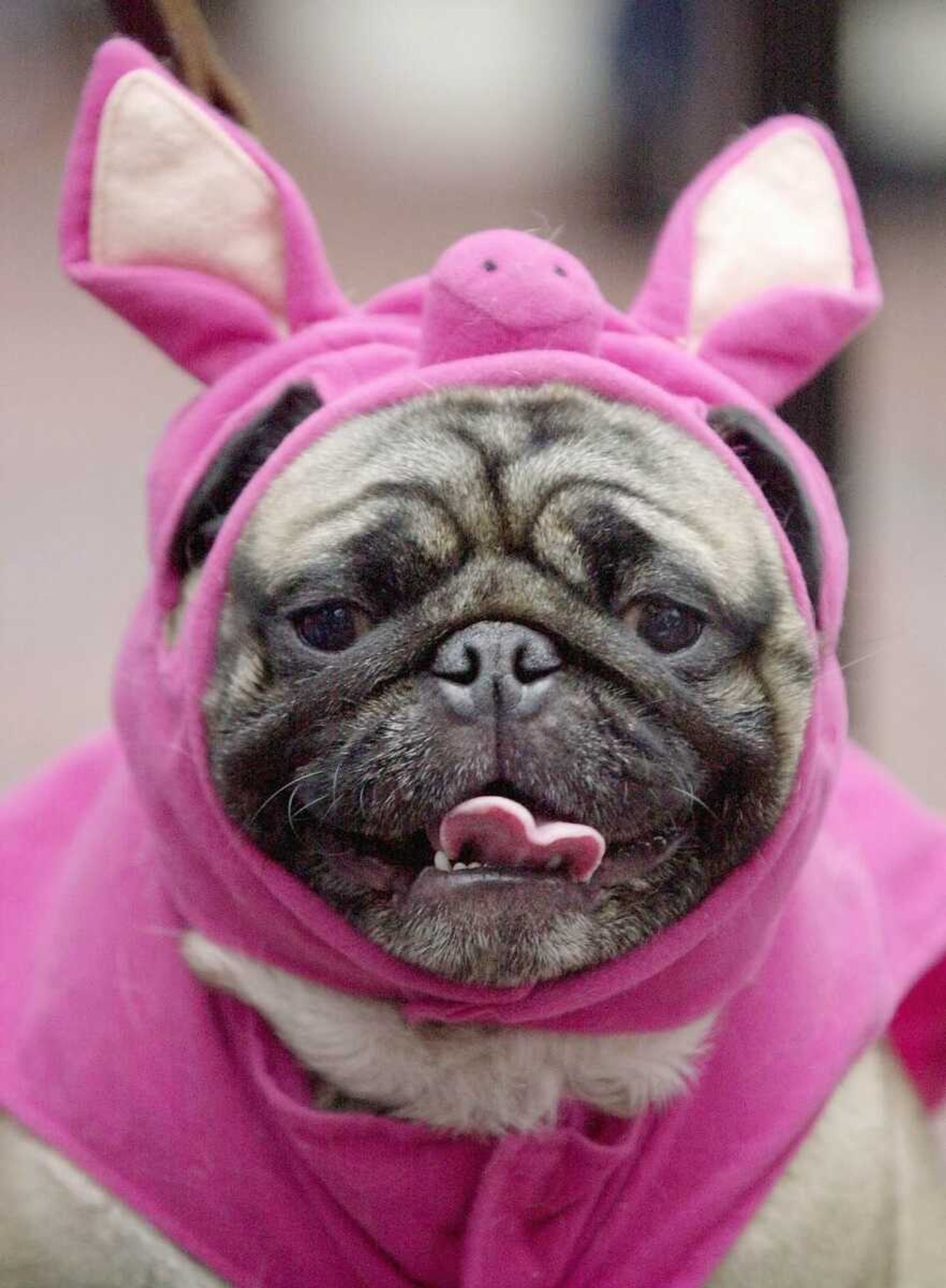 FILE- This Sunday, Oct. 28, 2001 file photo shows Hercules, a pug, dressed up like a pig waits to take the stage during the Halloween Pet Parade and Costume Contest in Coconut Grove, Fla. Pet owners will dress up millions of dogs this month for Halloween parades, parties, pictures, contests or candy hunts. (AP Photo/Amy E. Conn, FILE)