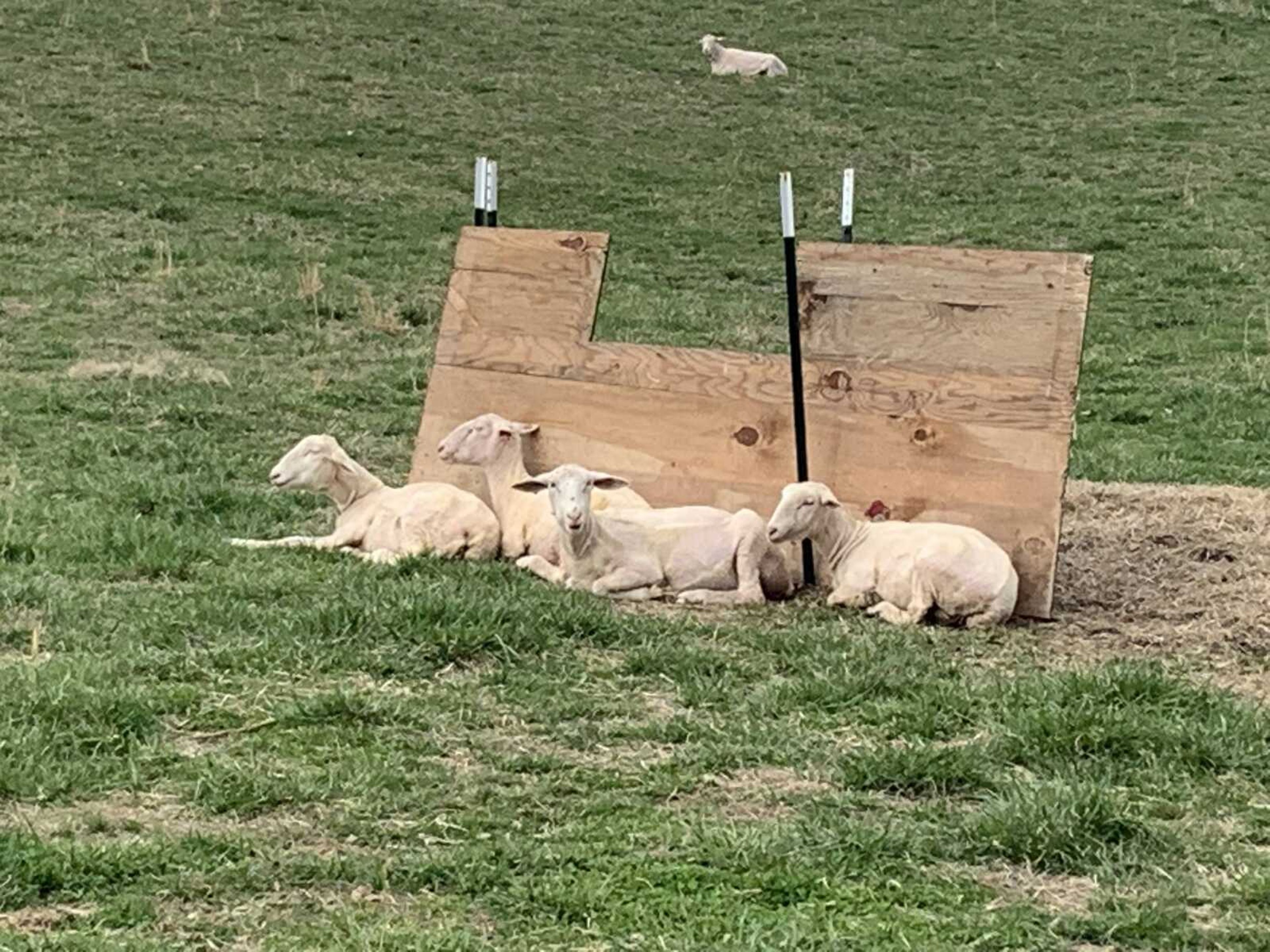 The Crowley's recently sheared Rambouillet sheep rest on the hillside at Mesta Meadows. The Crowley's own around 80 acres outside Marble Hill, Mo where they raise sheep and produce an estimated 300 pounds of wool each year.