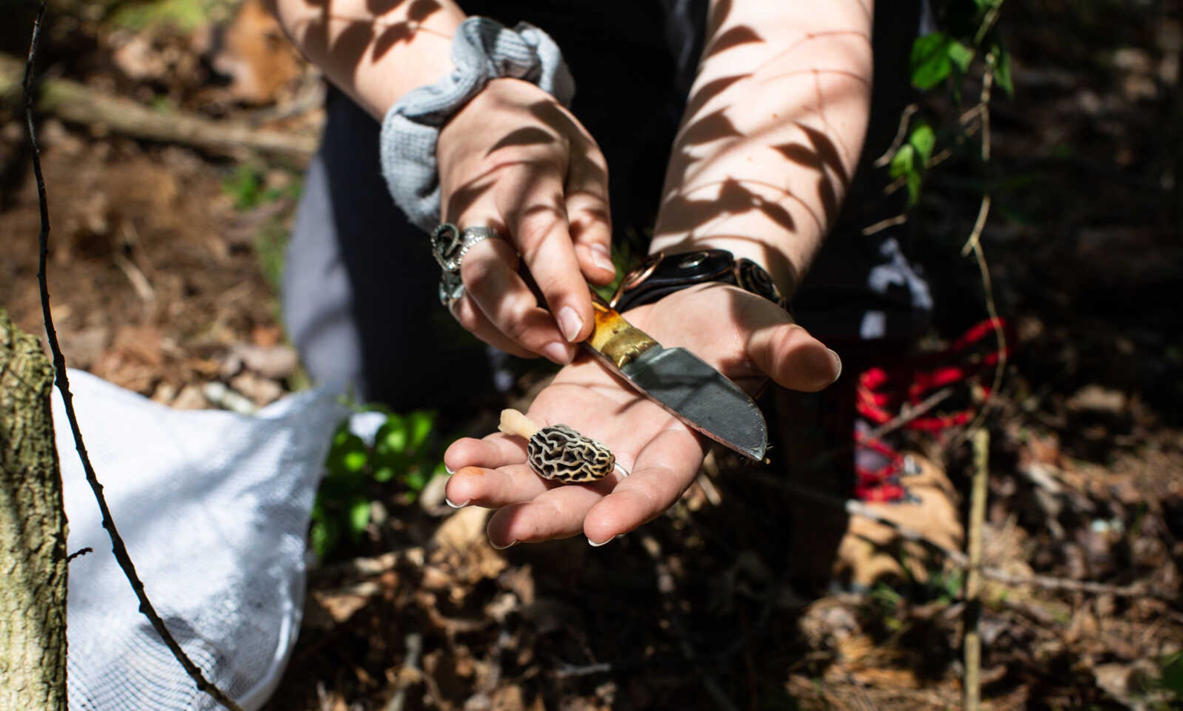 Anna Mae Zembsch displays a freshly-cut morel she found in her secret hunting spot. When cutting or plucking morels, she says it's important to leave part of the mushroom's stalk in the ground for regrowth.