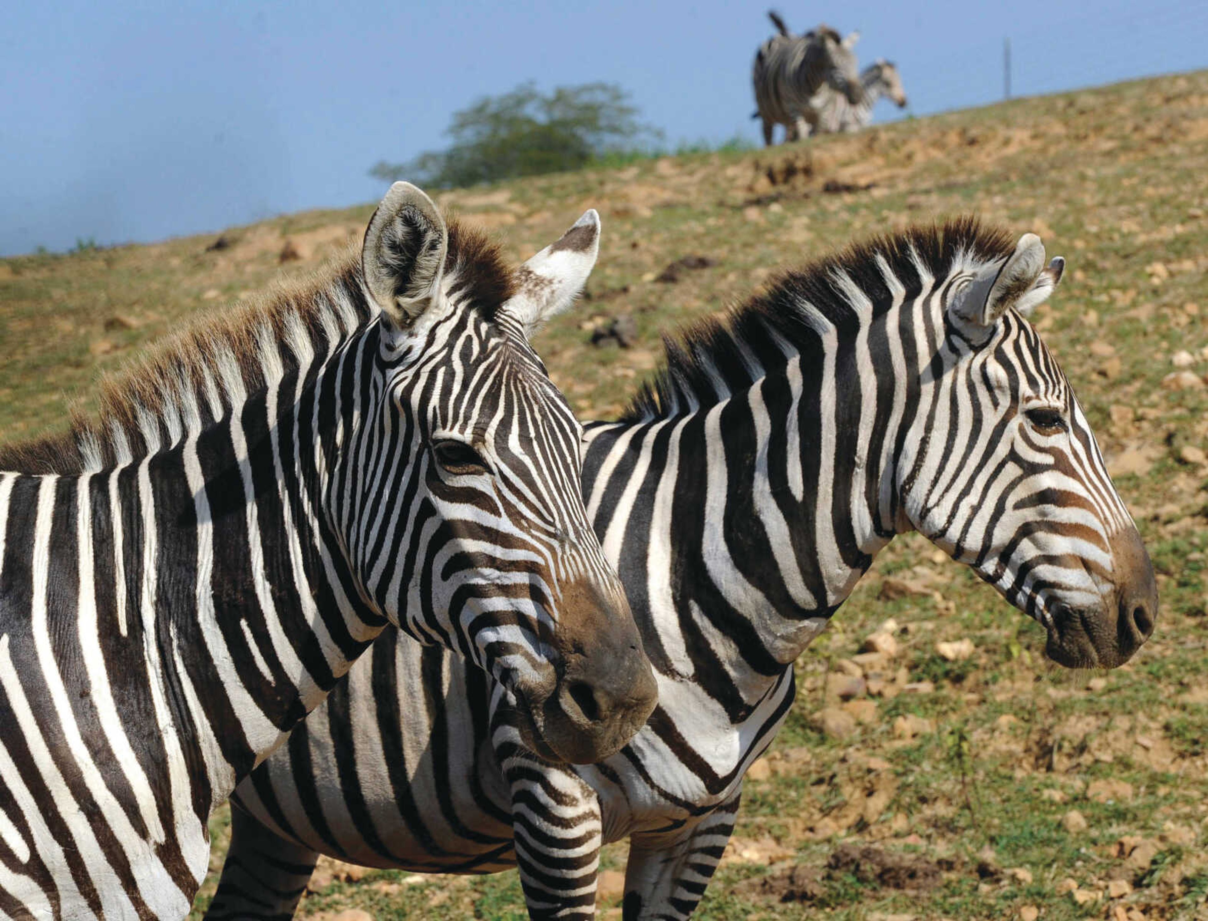 Two Grant zebras are seen Saturday, Sept. 23, 2017 at Lazy L Safari Park in Cape Girardeau.